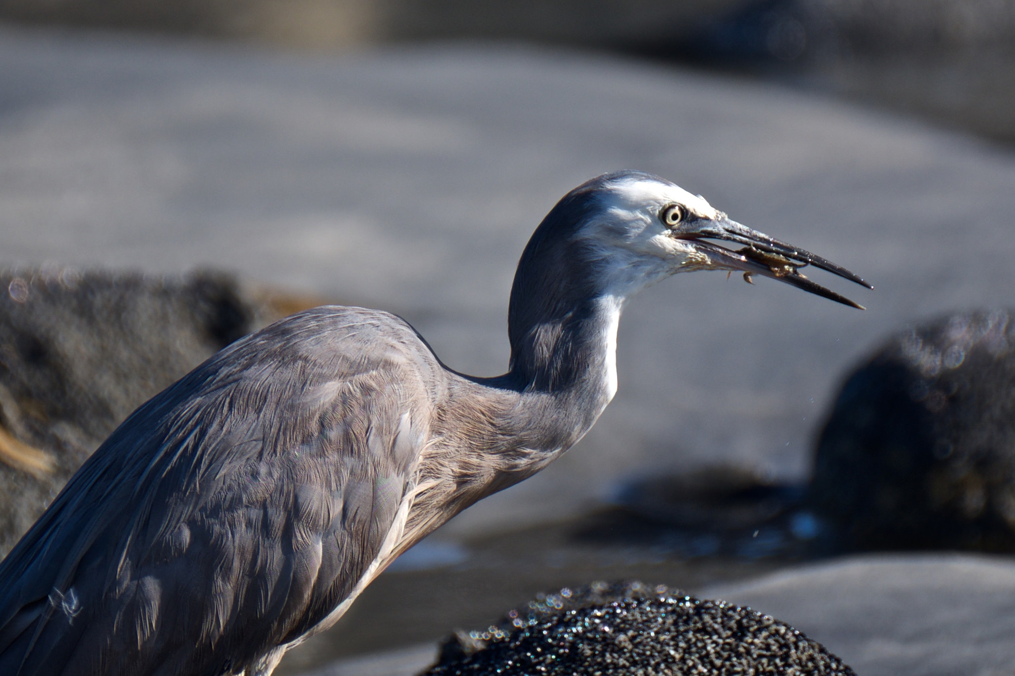 Fujifilm X-T1 sample photo. Gotcha! photography