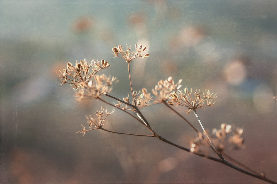Nikon D700 sample photo. Vestige photography