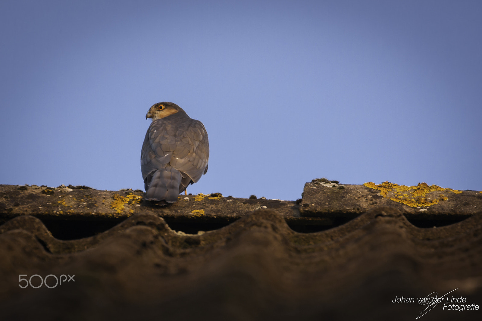 Canon EOS 40D + Canon EF 70-300mm F4-5.6L IS USM sample photo. Sparrowhawk photography