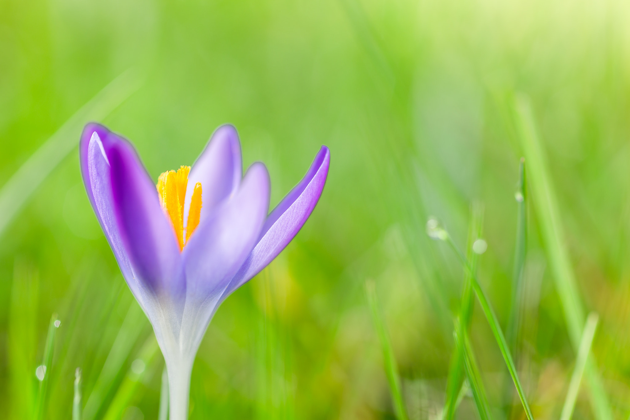 Canon EOS 6D + Canon EF 100mm F2.8 Macro USM sample photo. Spring is here photography