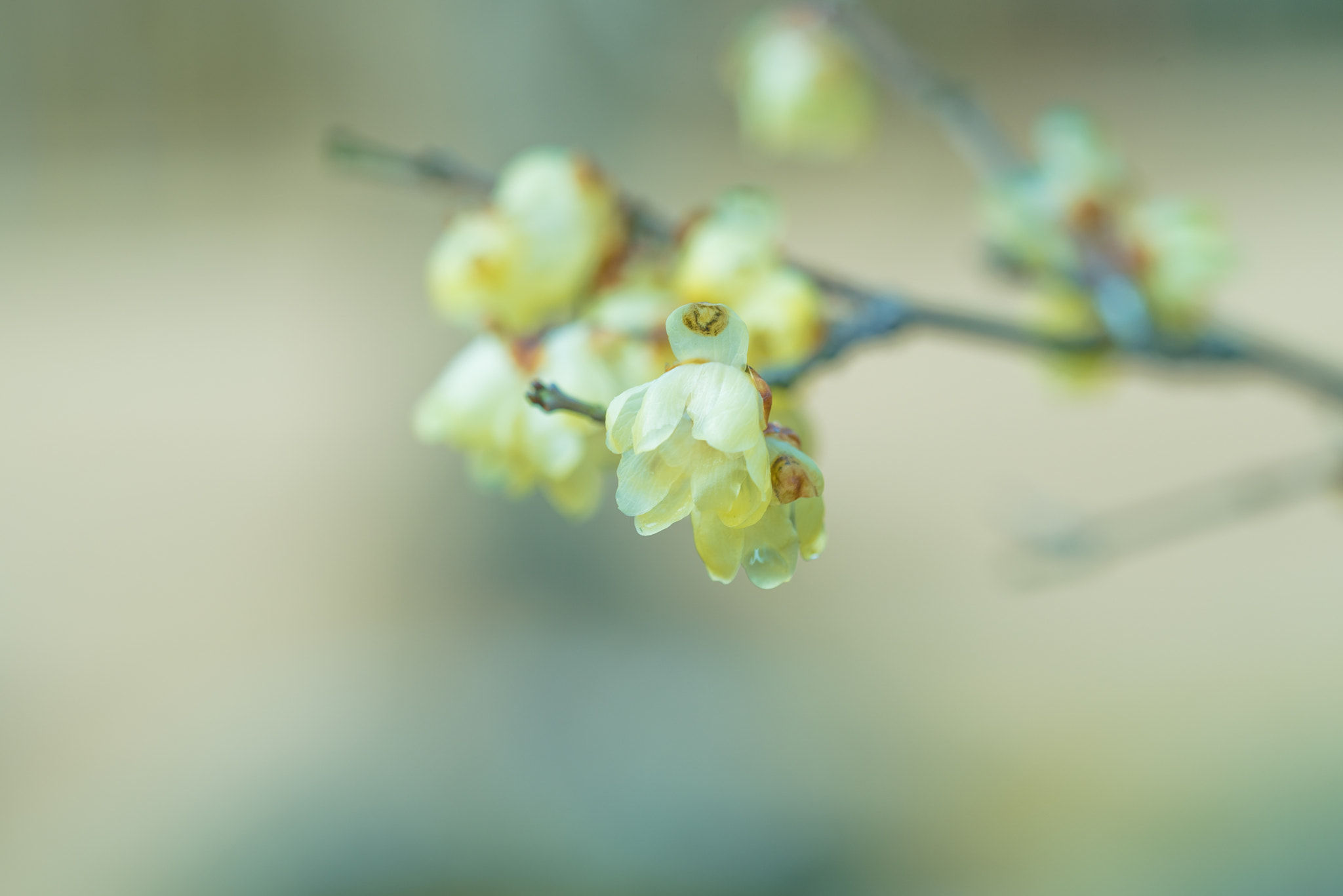 Sigma 150mm F2.8 EX DG OS Macro HSM sample photo. Japanese allspice photography
