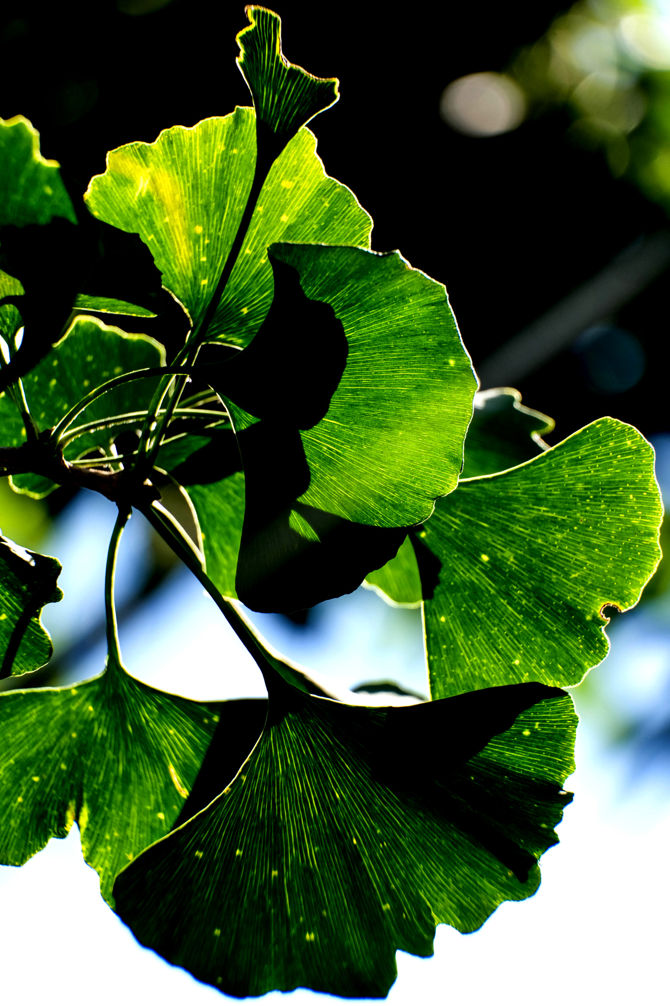 Fujifilm X-Pro2 + Fujifilm XC 50-230mm F4.5-6.7 OIS II sample photo. Morning light photography