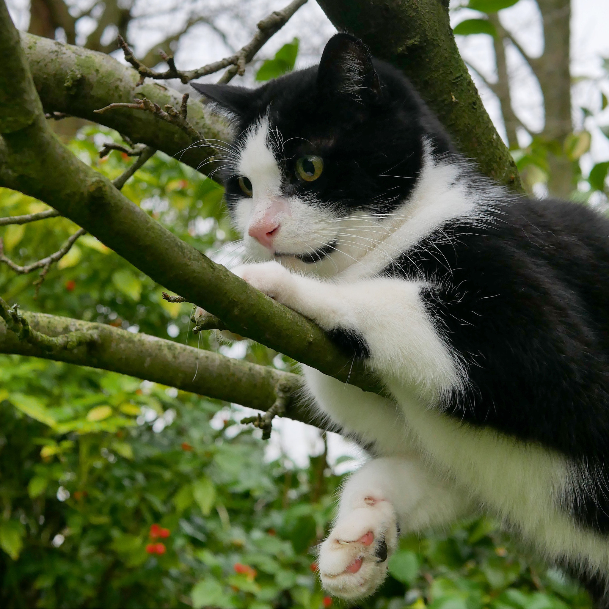 Panasonic Lumix DMC-GX85 (Lumix DMC-GX80 / Lumix DMC-GX7 Mark II) + Panasonic Leica DG Summilux 25mm F1.4 II ASPH sample photo. Joseph in that apple tree photography