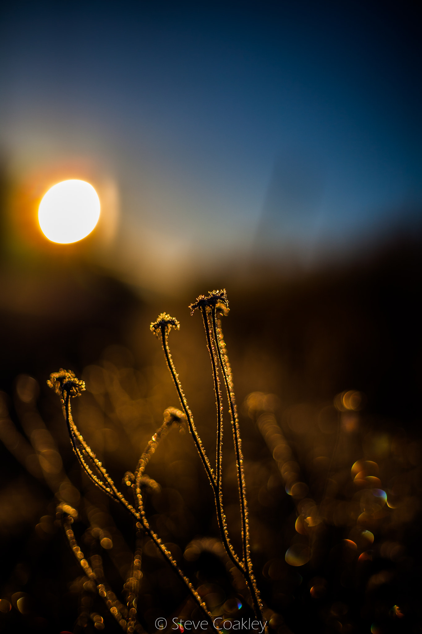 Canon EOS 5D + Canon EF 50mm F1.8 STM sample photo. Mg photography