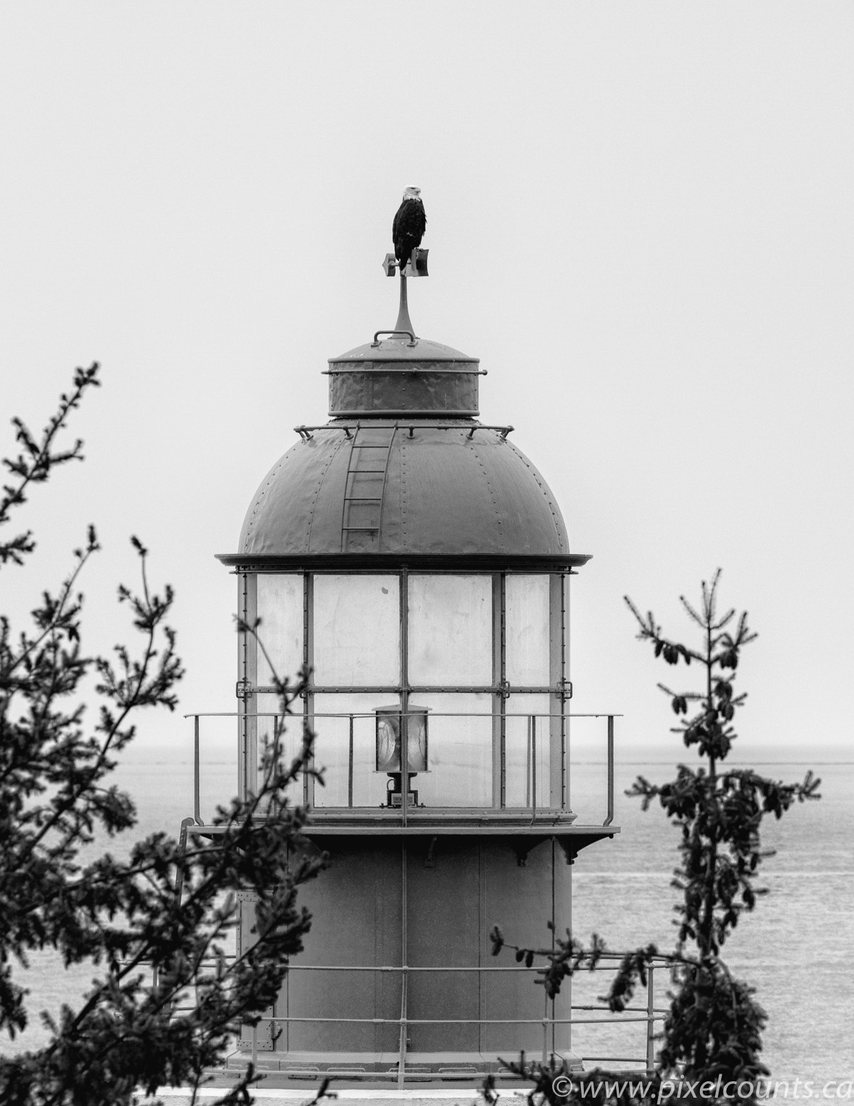 Sony a6000 + Sony FE 70-200mm F4 G OSS sample photo. Top of the lighthouse offers a perfect vantage point for this bald eagle. photography