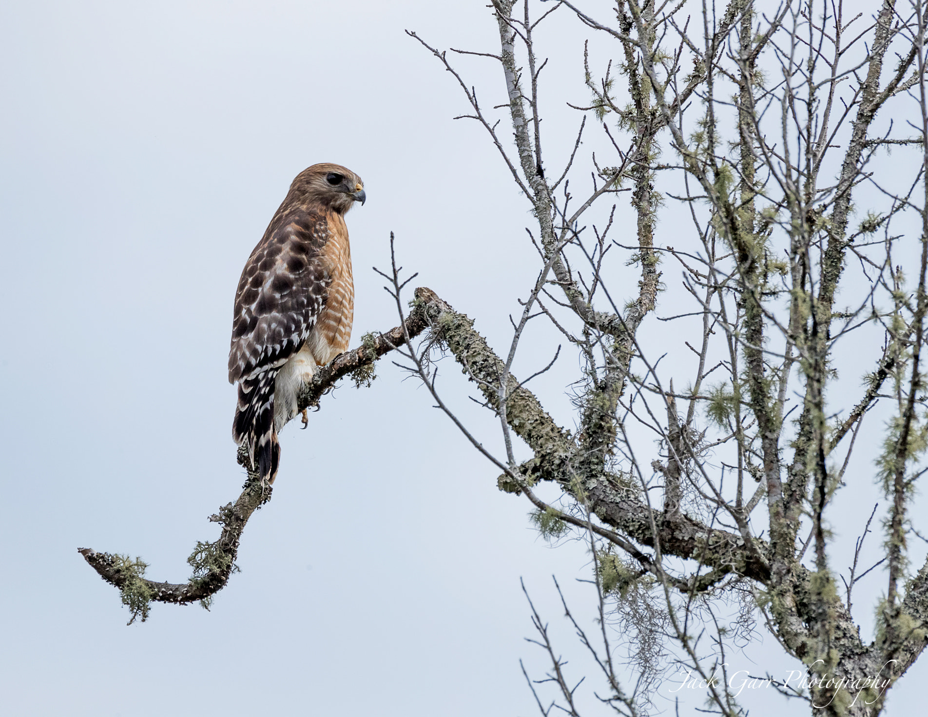 Canon EOS-1D X Mark II sample photo. Red-shouldered hawk hunting in the swamp photography