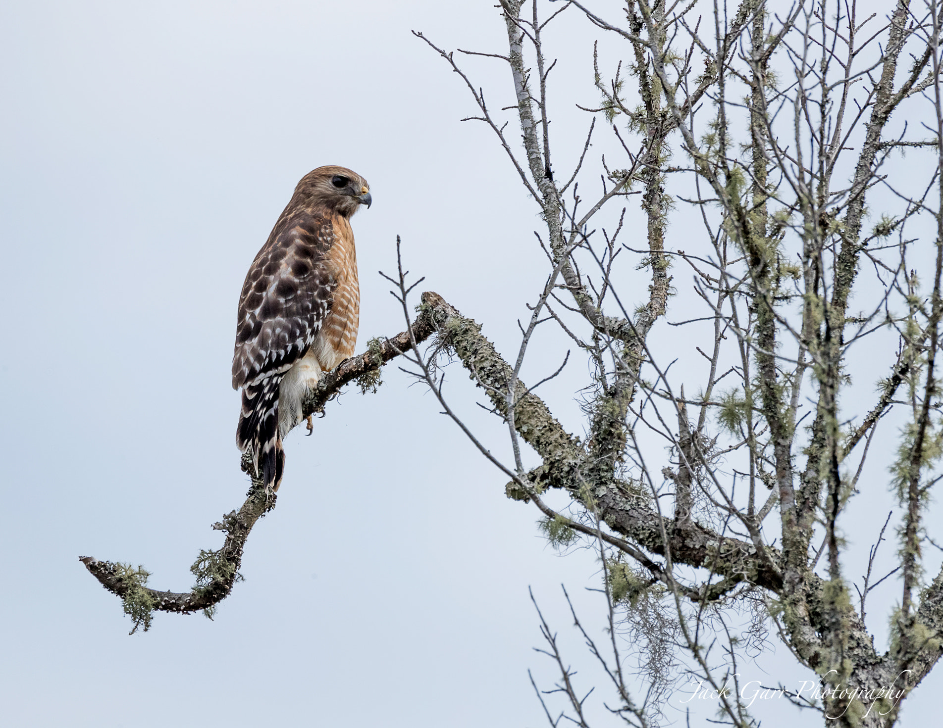 150-600mm F5-6.3 DG OS HSM | Sports 014 sample photo. Red-shouldered hawk hunting in the swamp photography