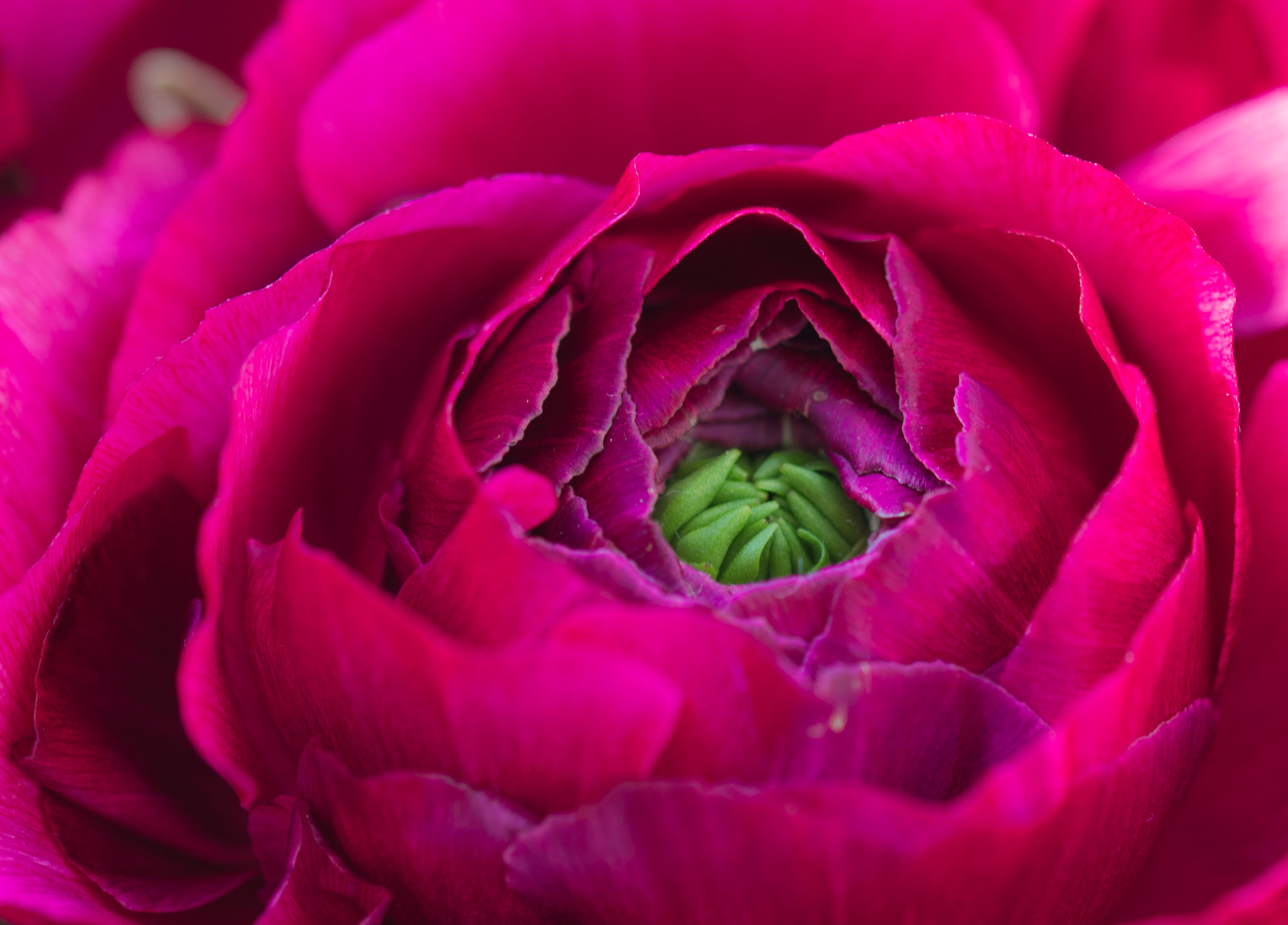 Sigma 105mm F2.8 EX DG OS HSM sample photo. Rannuncoli photography