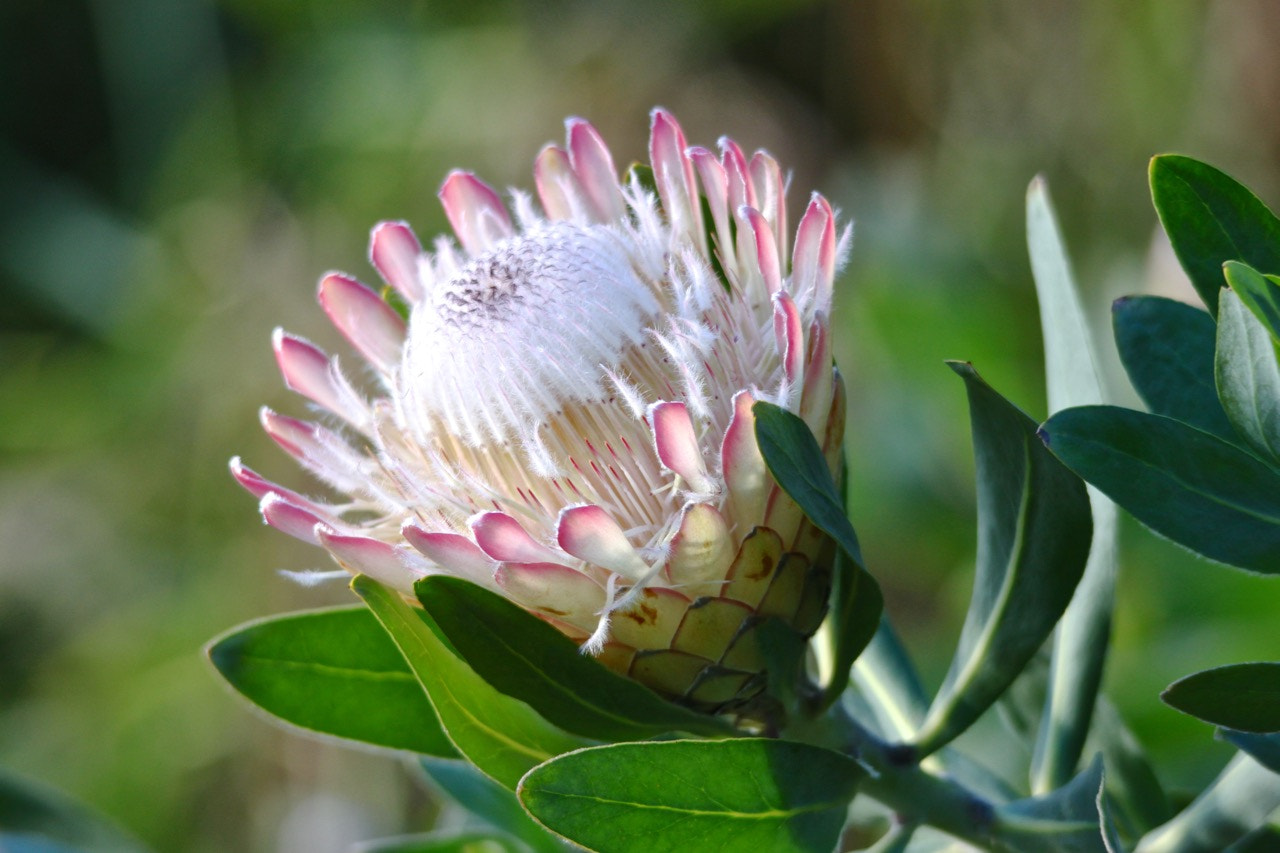 Sigma 150-500mm F5-6.3 DG OS HSM sample photo. Protea photography