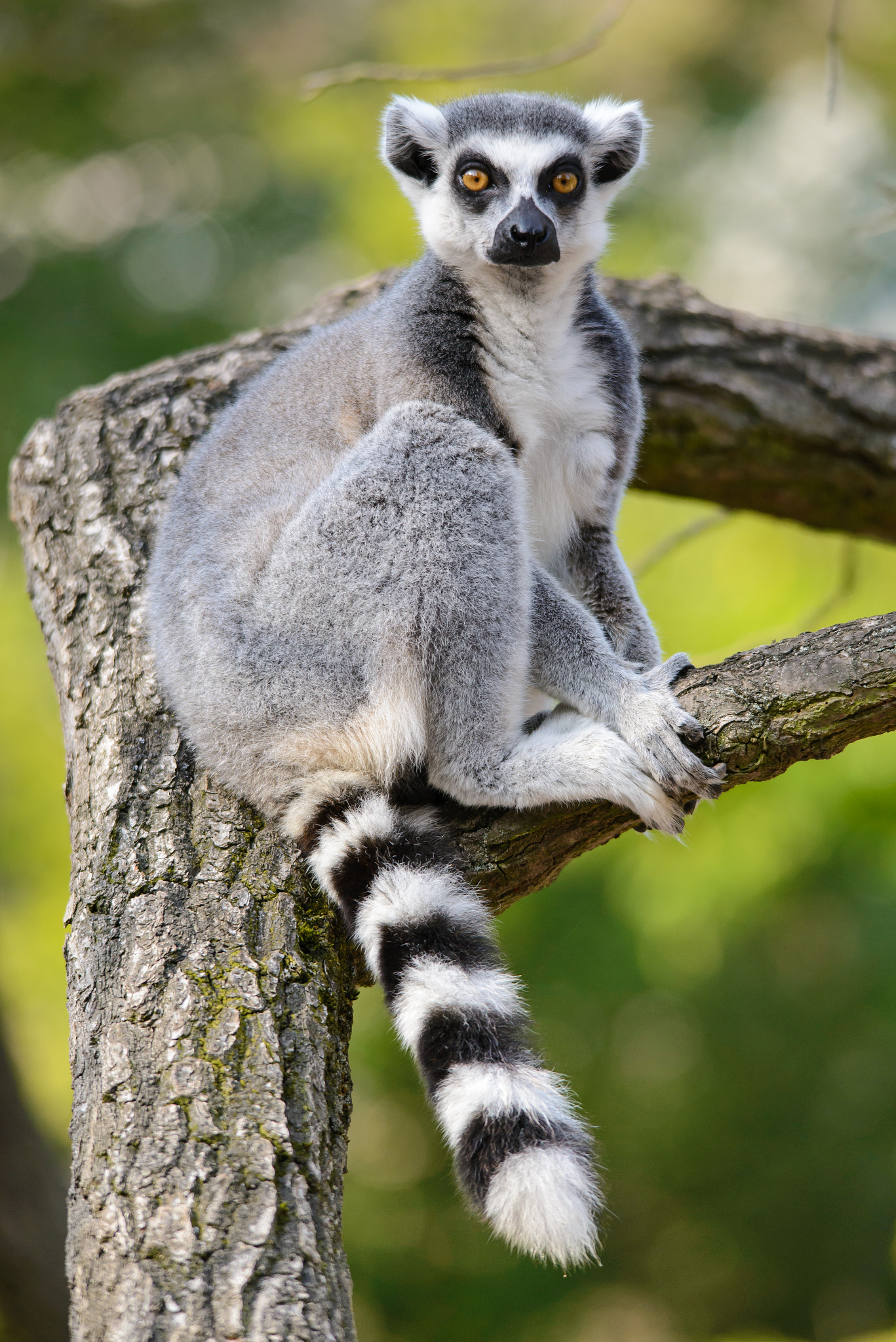 Nikon D600 sample photo. Lemur photography