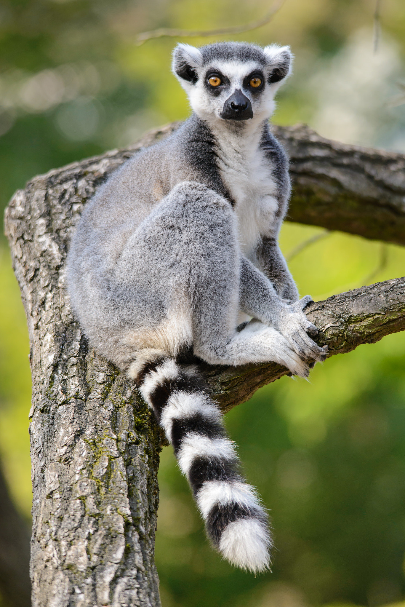 Nikon D600 + Sigma 150-500mm F5-6.3 DG OS HSM sample photo. Lemur photography