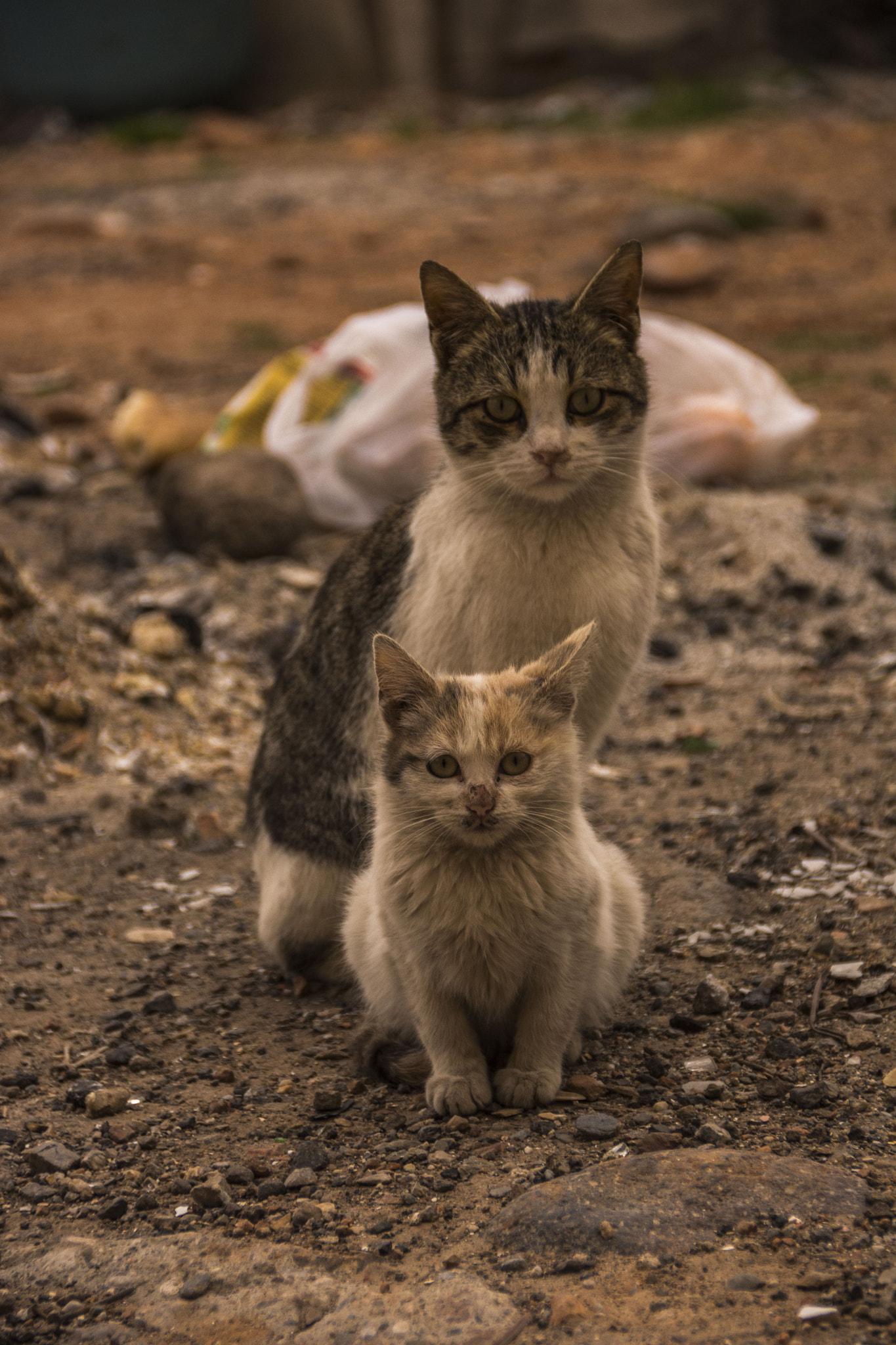 Nikon D7200 + Sigma 18-200mm F3.5-6.3 II DC OS HSM sample photo. Cats photography