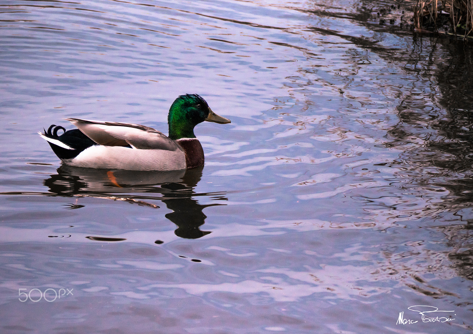 Olympus OM-D E-M1 sample photo. Germano reale photography