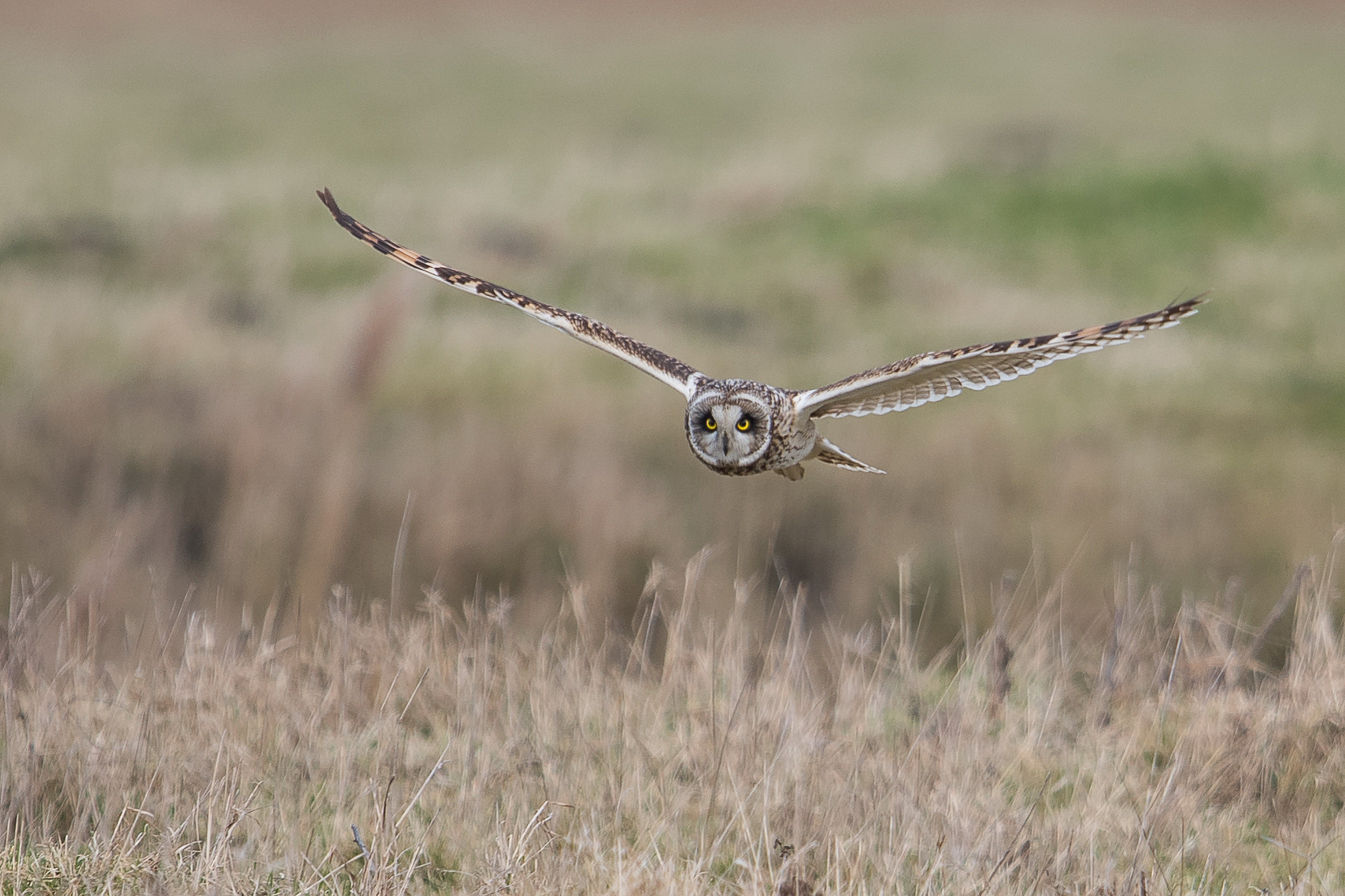 Nikon D810 + Nikon AF-S Nikkor 600mm F4G ED VR sample photo. Hibou des marais photography