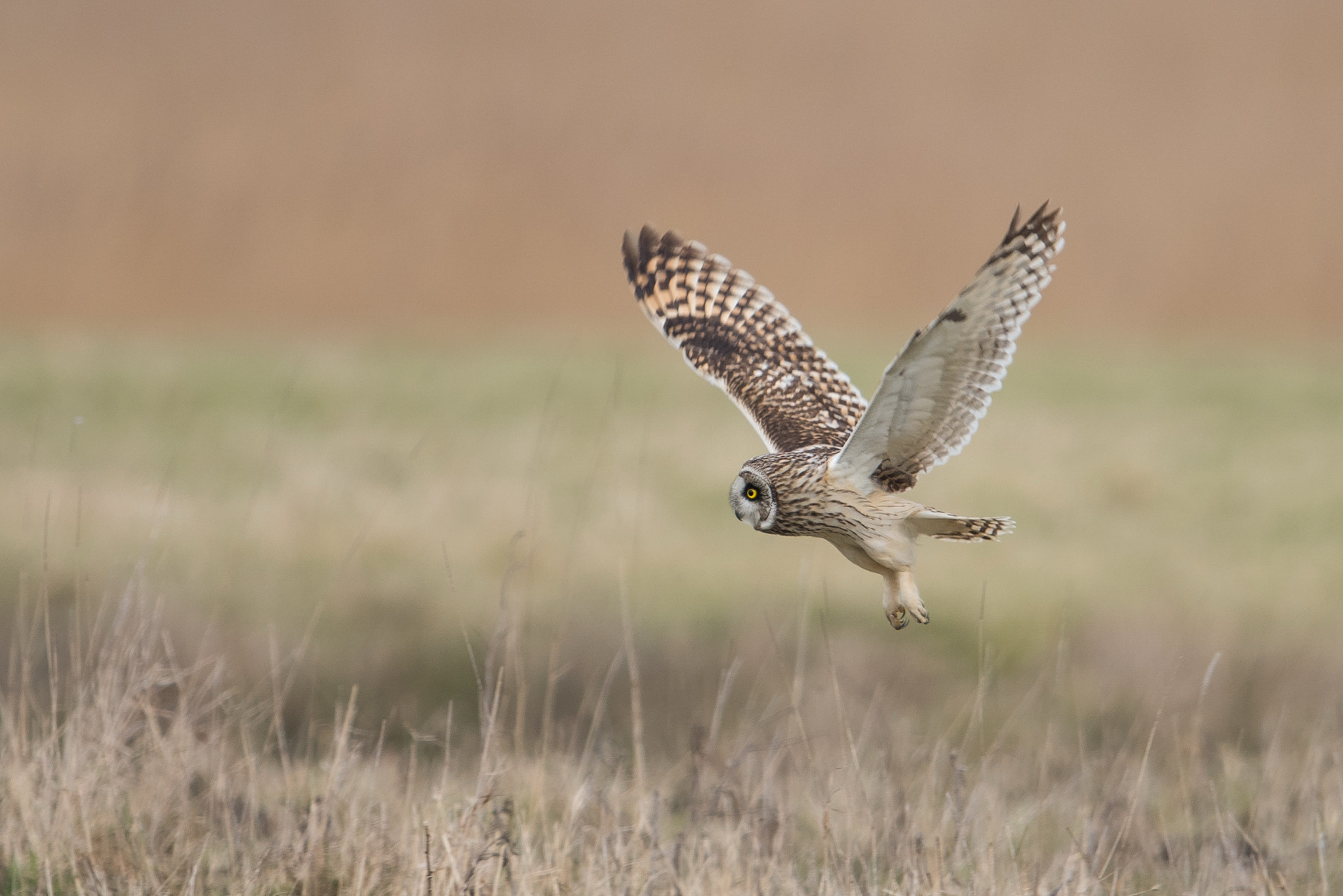 Nikon D810 + Nikon AF-S Nikkor 600mm F4G ED VR sample photo. Hibou des marais photography