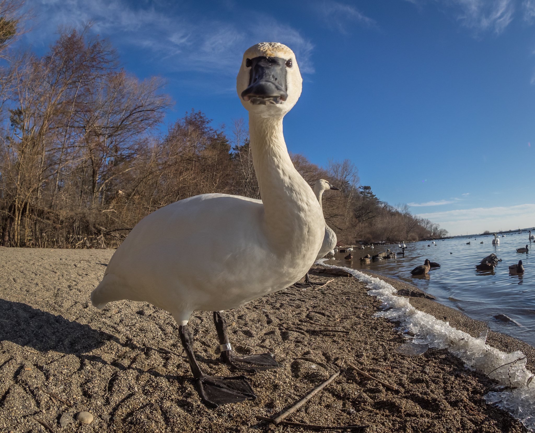 OLYMPUS M.8mm F1.8 sample photo. Hello photography