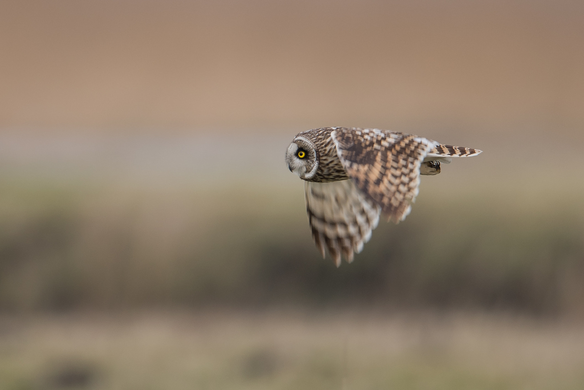 Nikon D810 + Nikon AF-S Nikkor 600mm F4G ED VR sample photo. Hibou des marais photography