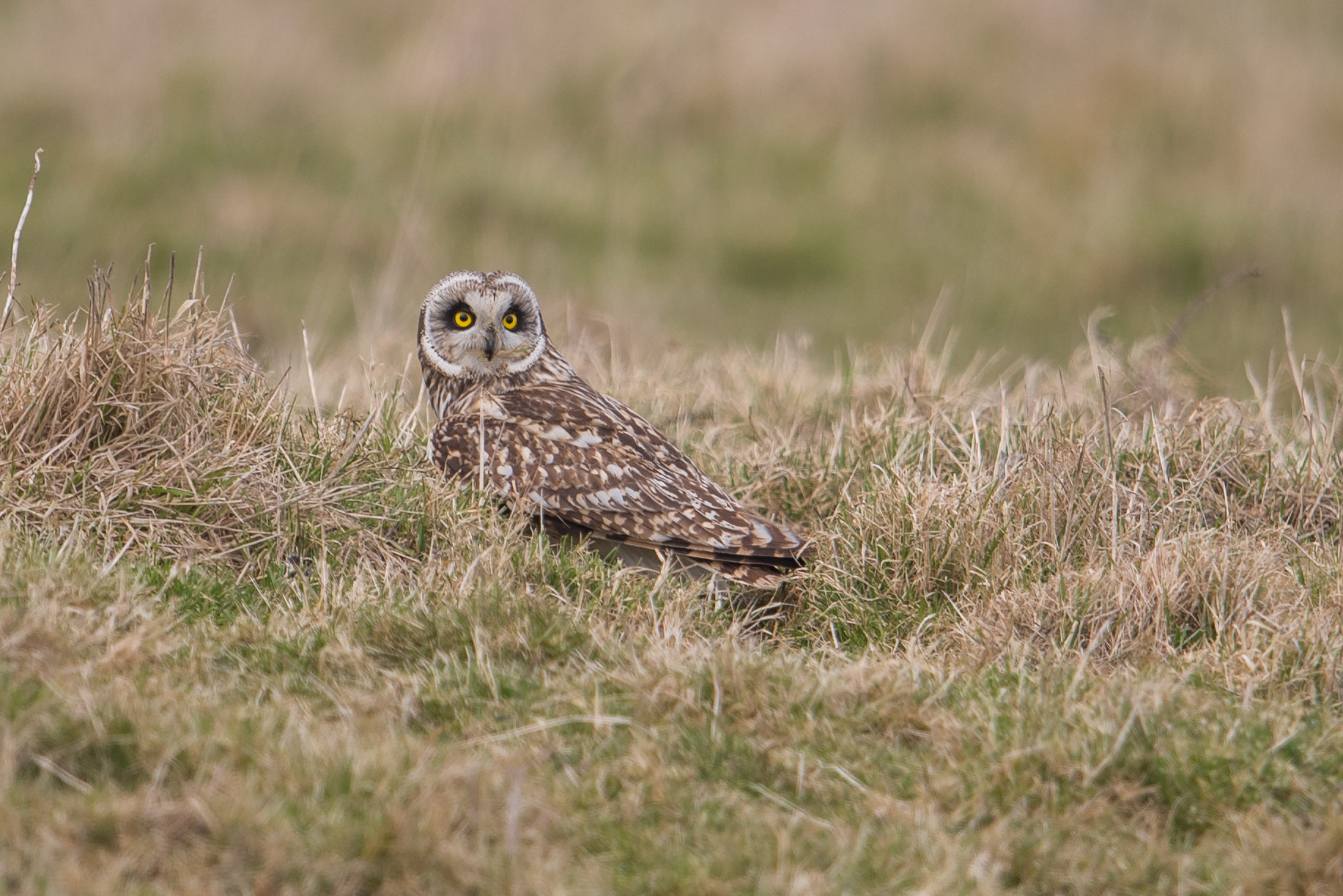 Nikon D810 + Nikon AF-S Nikkor 600mm F4G ED VR sample photo. Hibou des marais photography