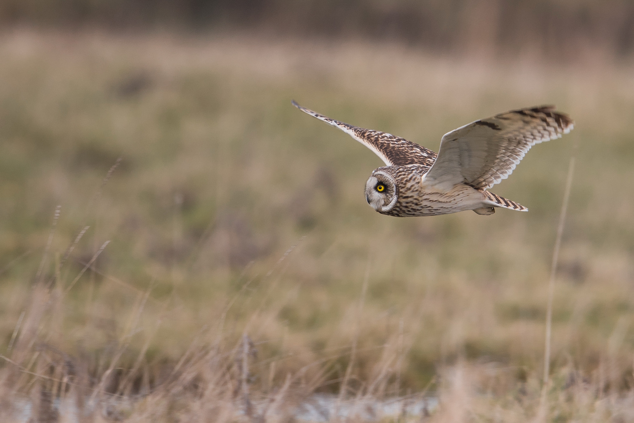 Nikon D810 + Nikon AF-S Nikkor 600mm F4G ED VR sample photo. Hibou des marais photography