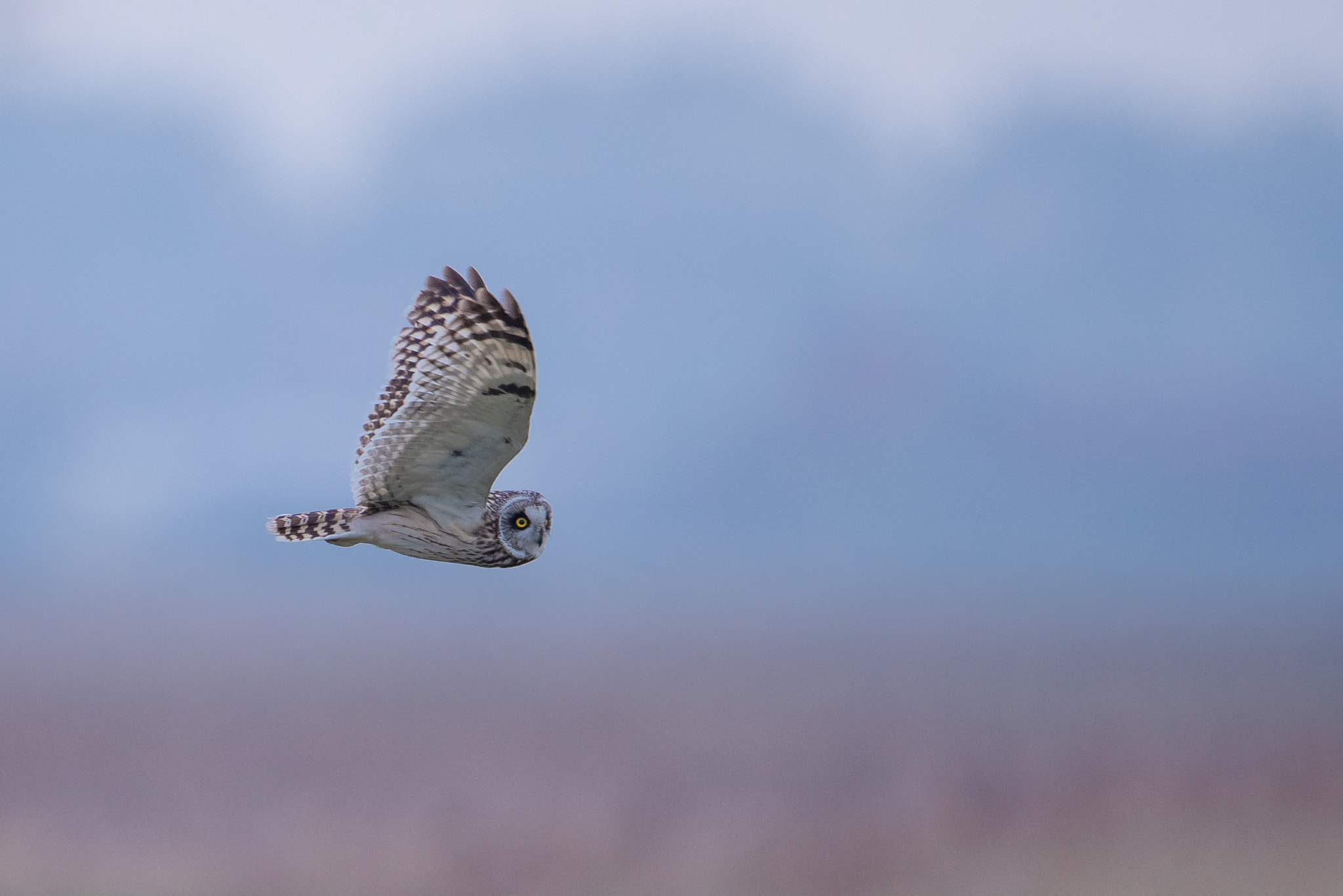 Nikon D810 sample photo. Hibou des marais photography