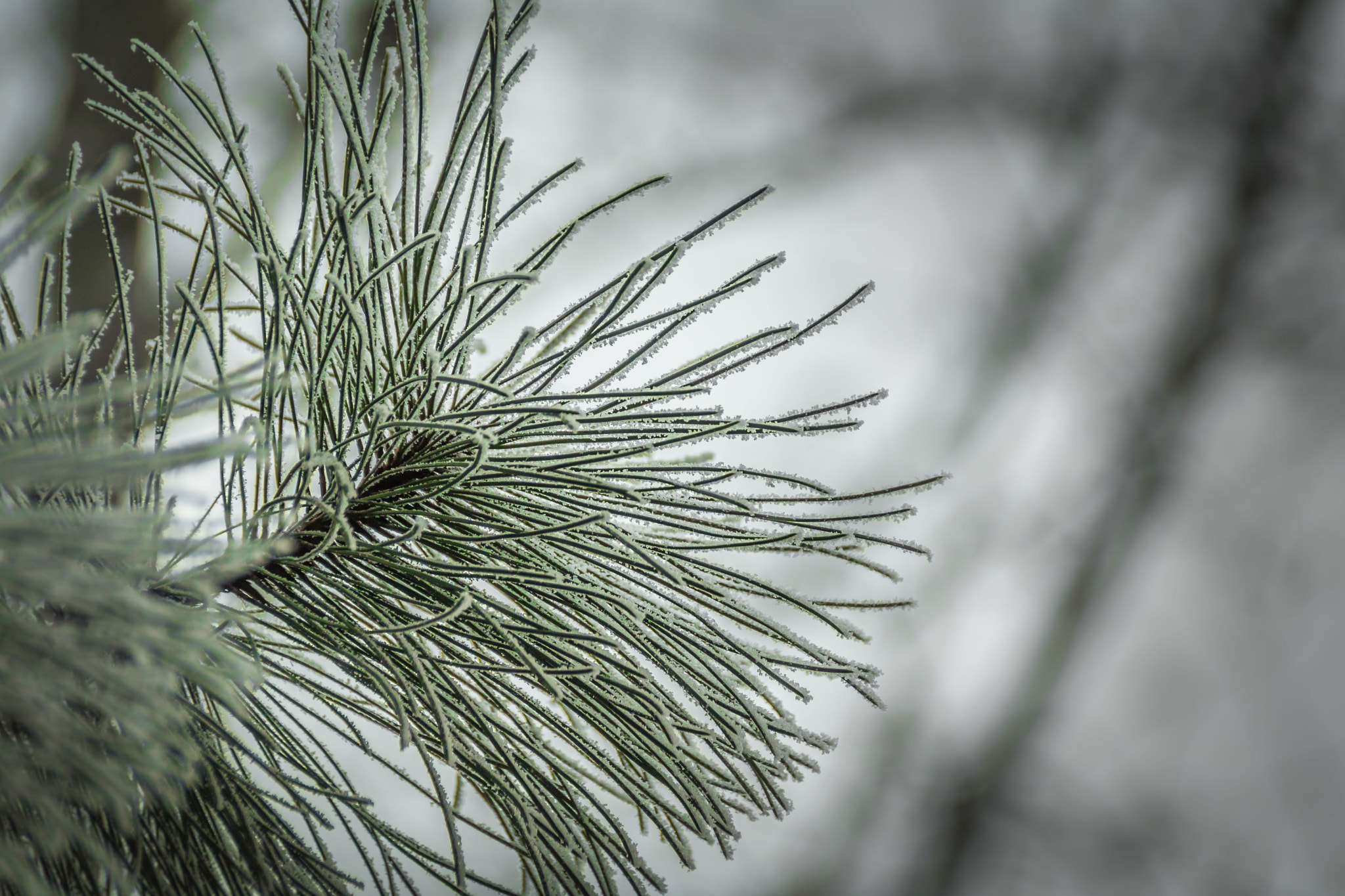Canon EF 75-300mm F4.0-5.6 IS USM sample photo. Evergreen photography
