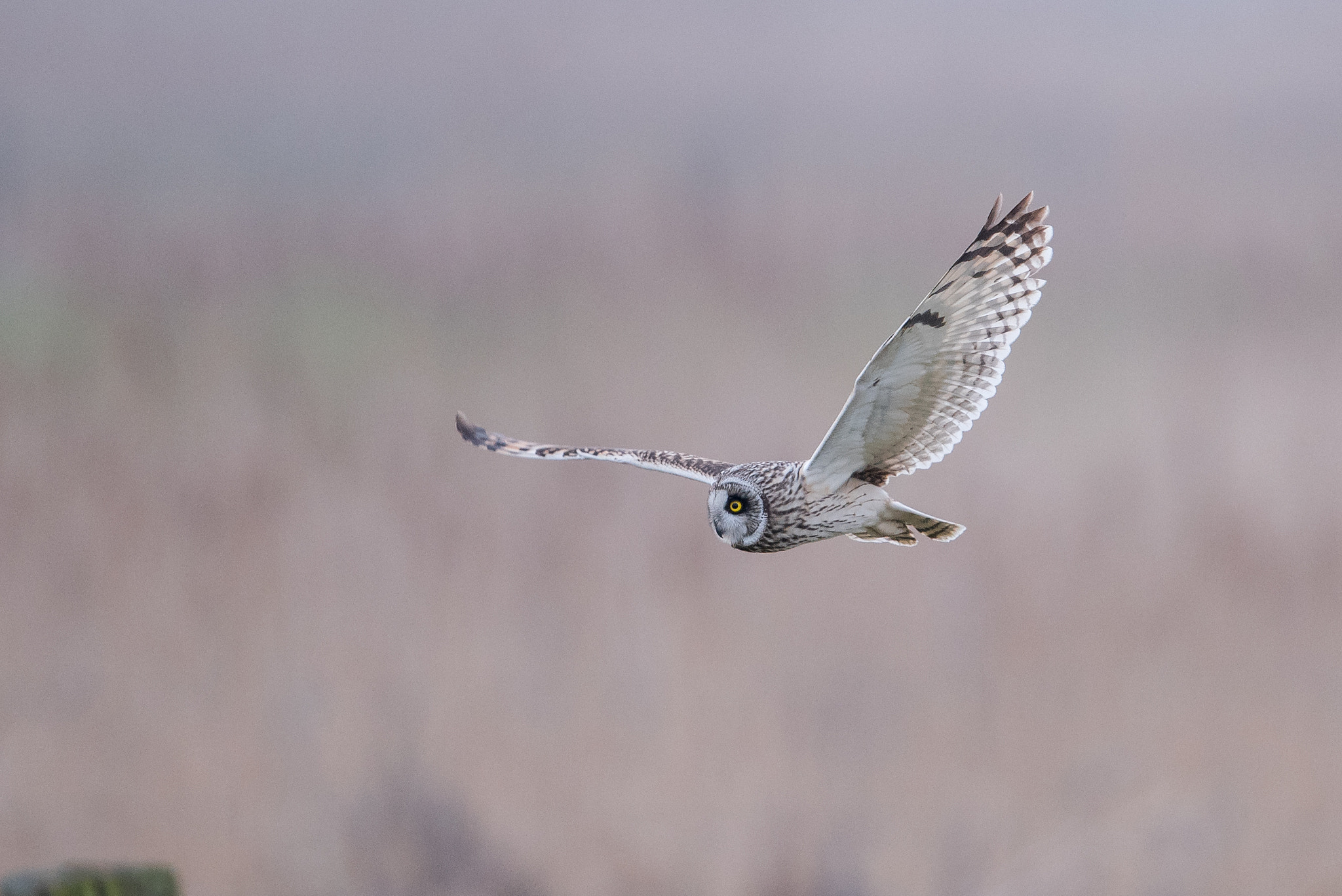 Nikon D810 + Nikon AF-S Nikkor 600mm F4G ED VR sample photo. Hibou des marais photography