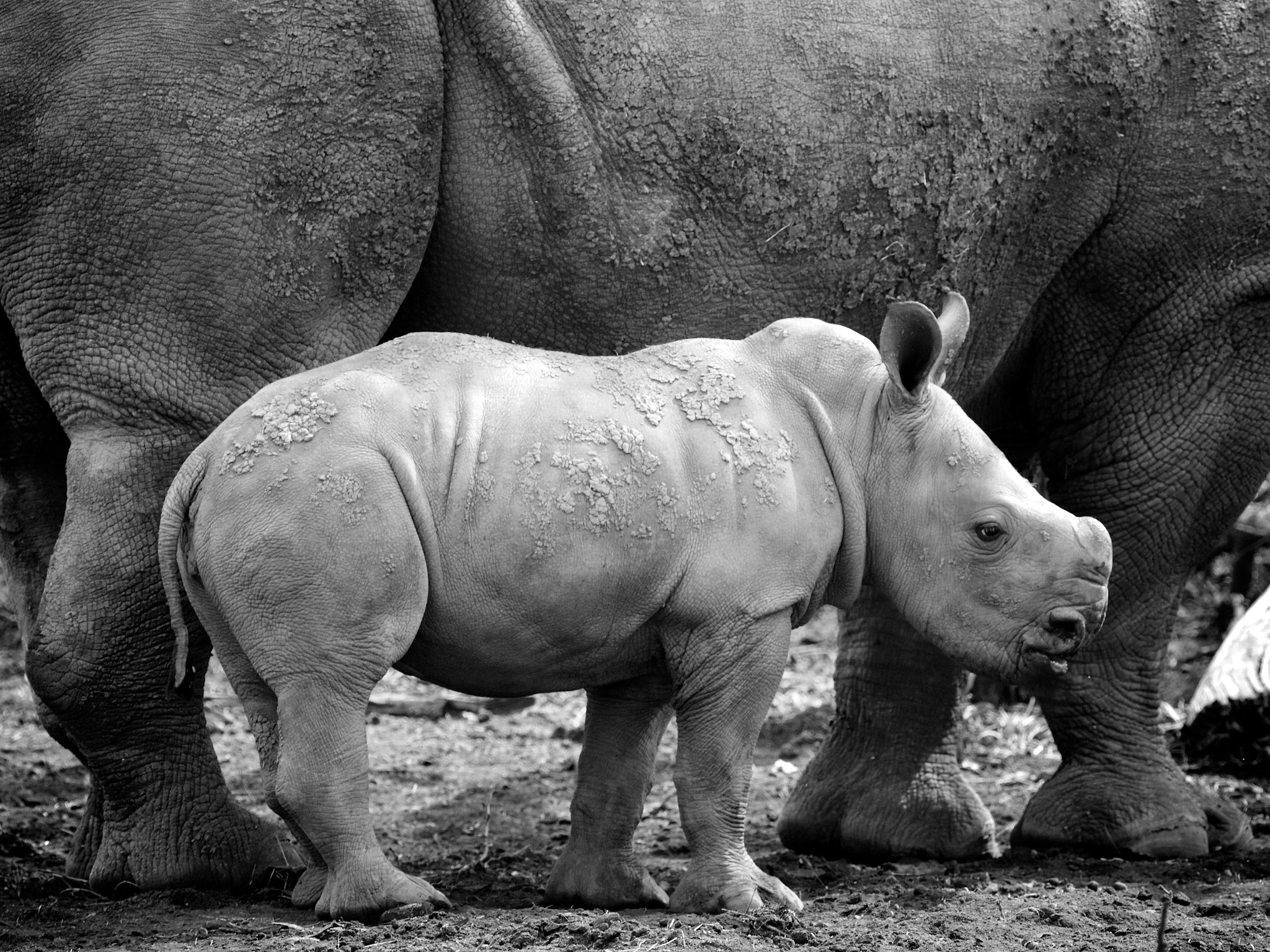Canon EOS 70D + Canon EF 400mm F5.6L USM sample photo. Black and white rhino photography