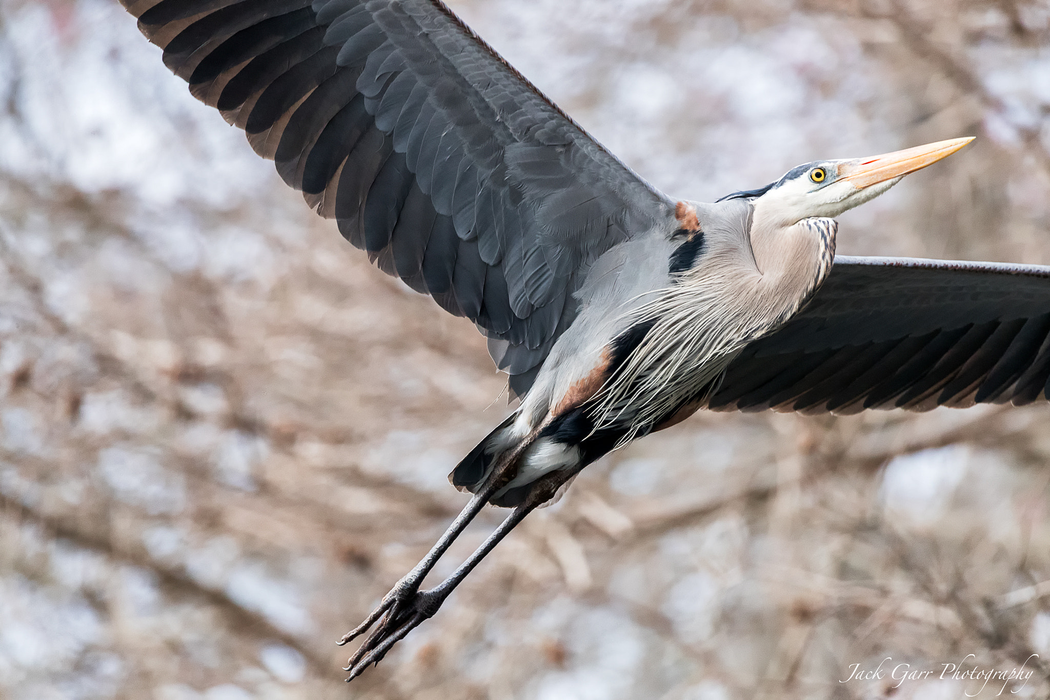 Canon EOS-1D X Mark II + 150-600mm F5-6.3 DG OS HSM | Sports 014 sample photo. Great blue heron flying photography