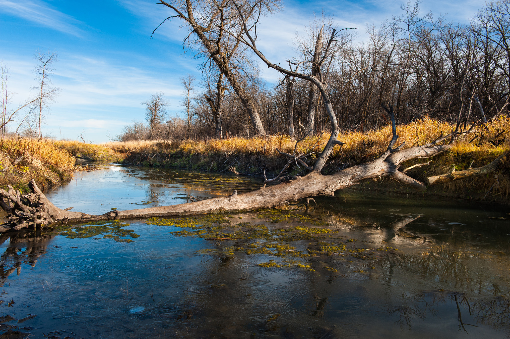 Nikon D3 sample photo. Beaudry park creek photography