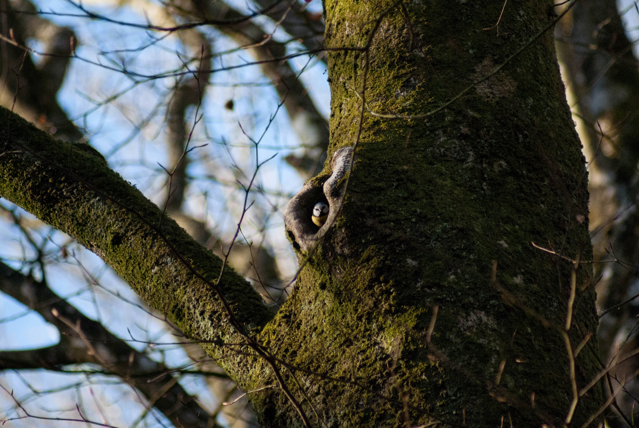 Sony Alpha DSLR-A200 sample photo. Small bird inside hatch photography