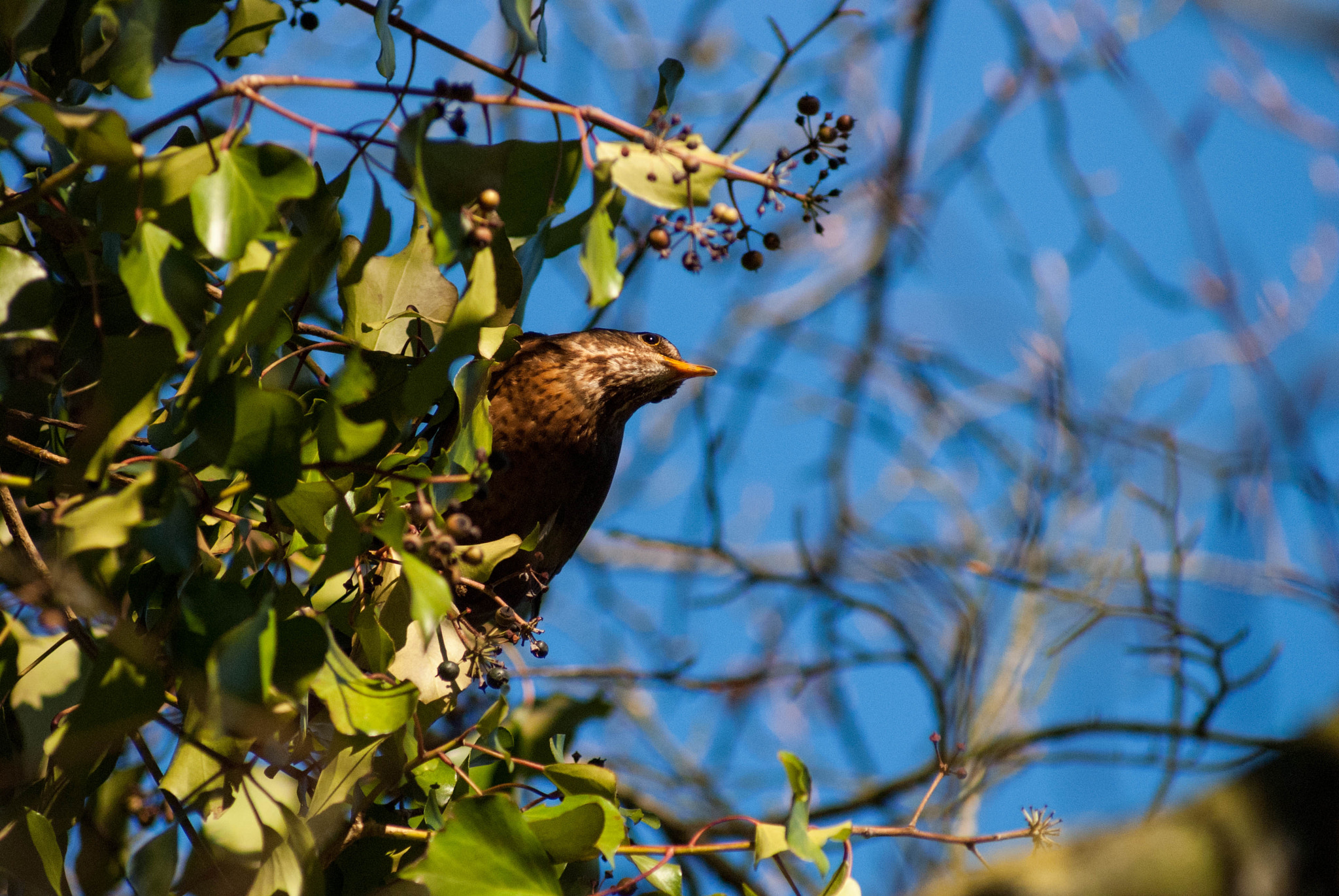 Sony 75-300mm F4.5-5.6 sample photo. Brid looking around photography