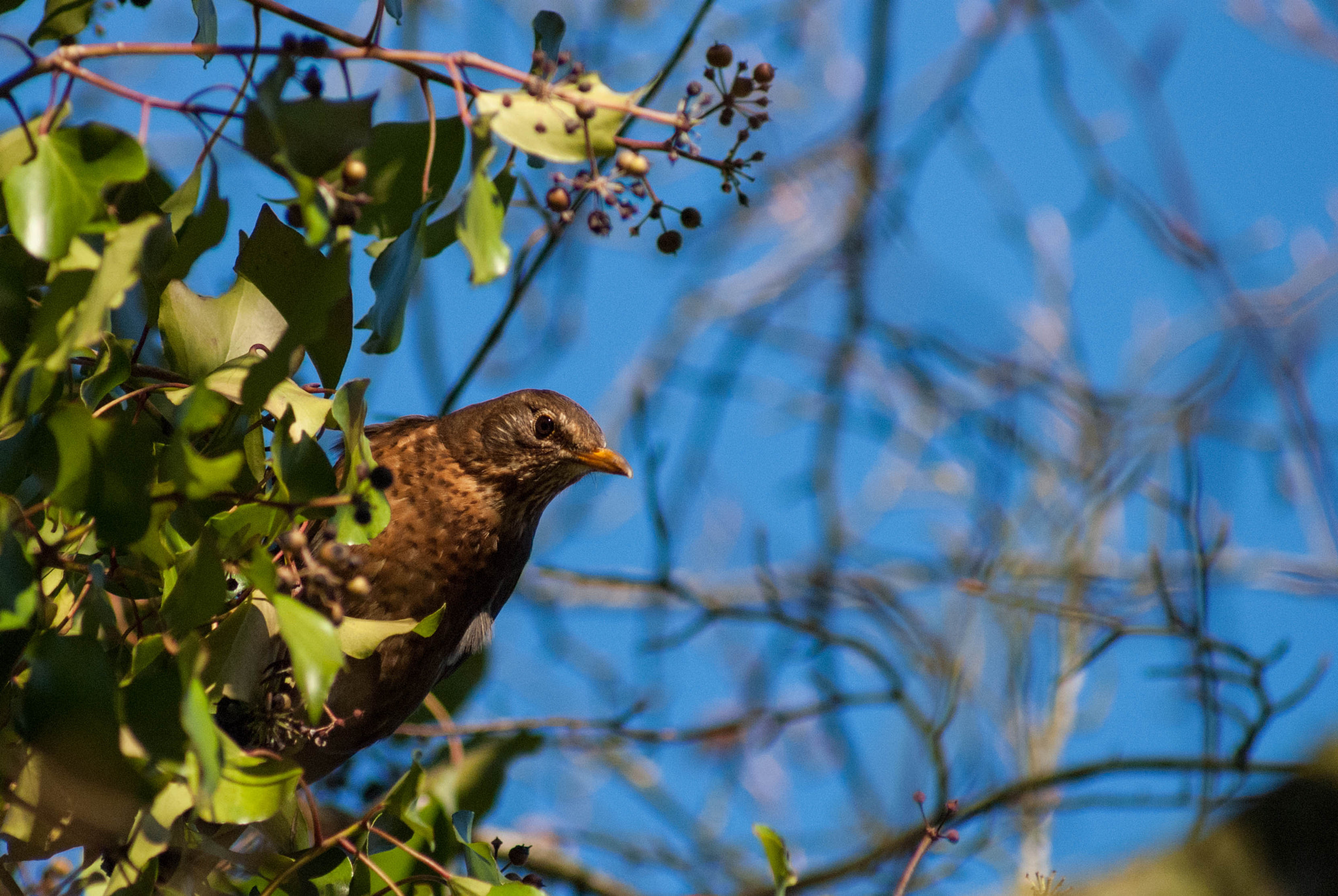 Sony 75-300mm F4.5-5.6 sample photo. Who are you ? photography