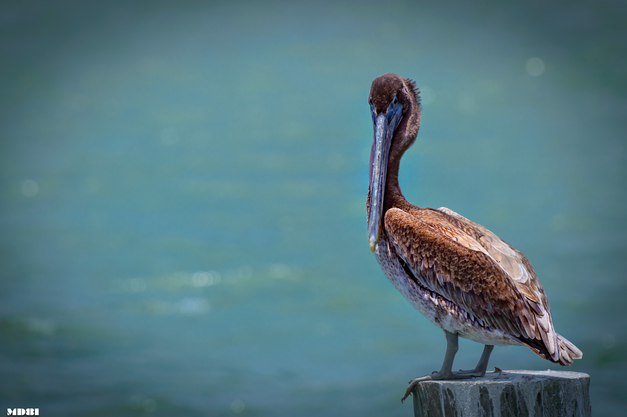 Nikon D3200 sample photo. Don't look at me like that photography