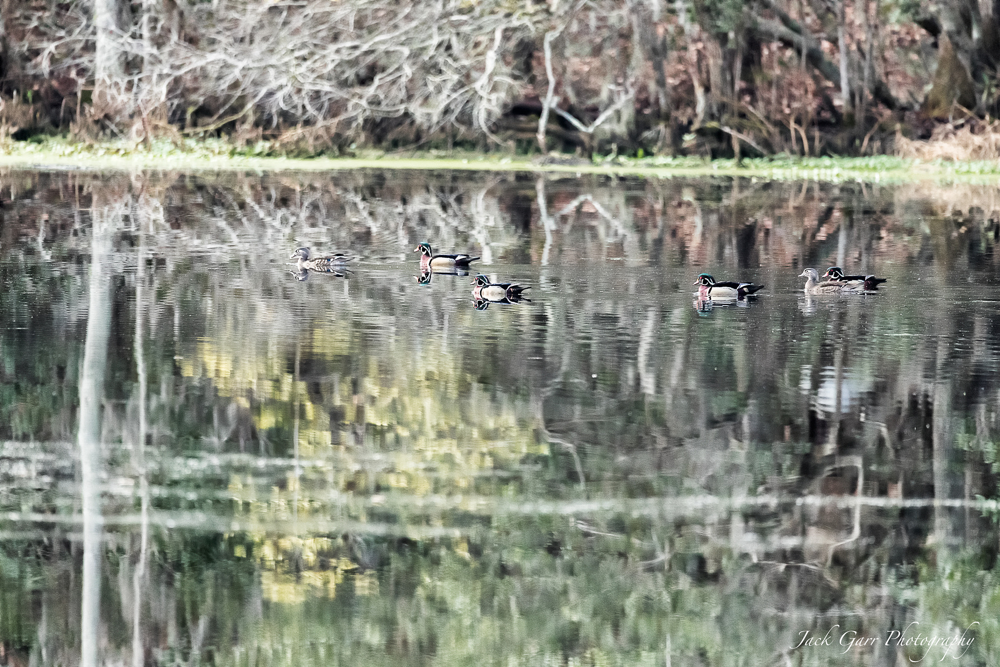 Canon EOS-1D X Mark II sample photo. Wood ducks swimming in swamp lake photography