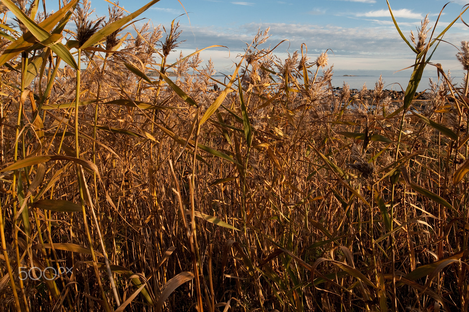 Nikon D700 + Nikon PC-E Nikkor 24mm F3.5D ED Tilt-Shift sample photo. Borre photography