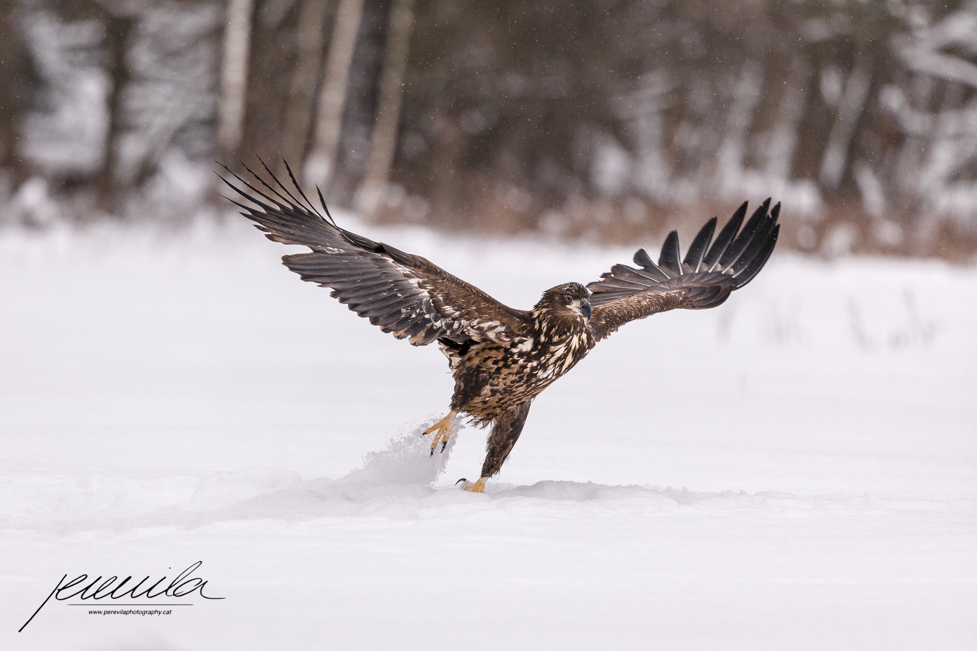 Canon EOS-1D X sample photo. White-tailed eagle photography