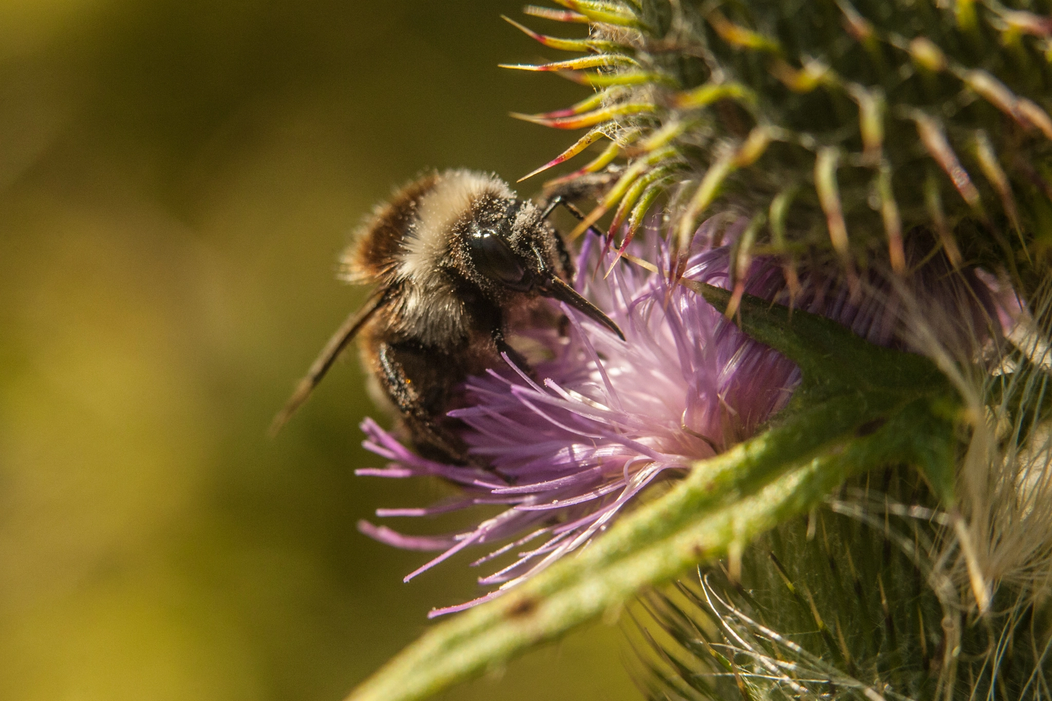 Canon EOS-1D Mark III sample photo. Bumblebee photography