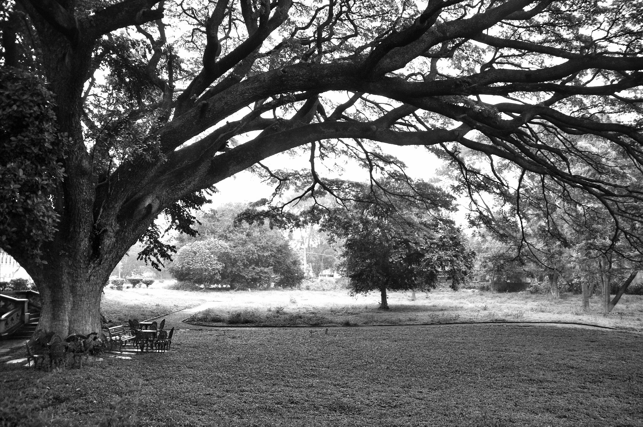 Sigma Lens (3 255) sample photo. Big tree photography