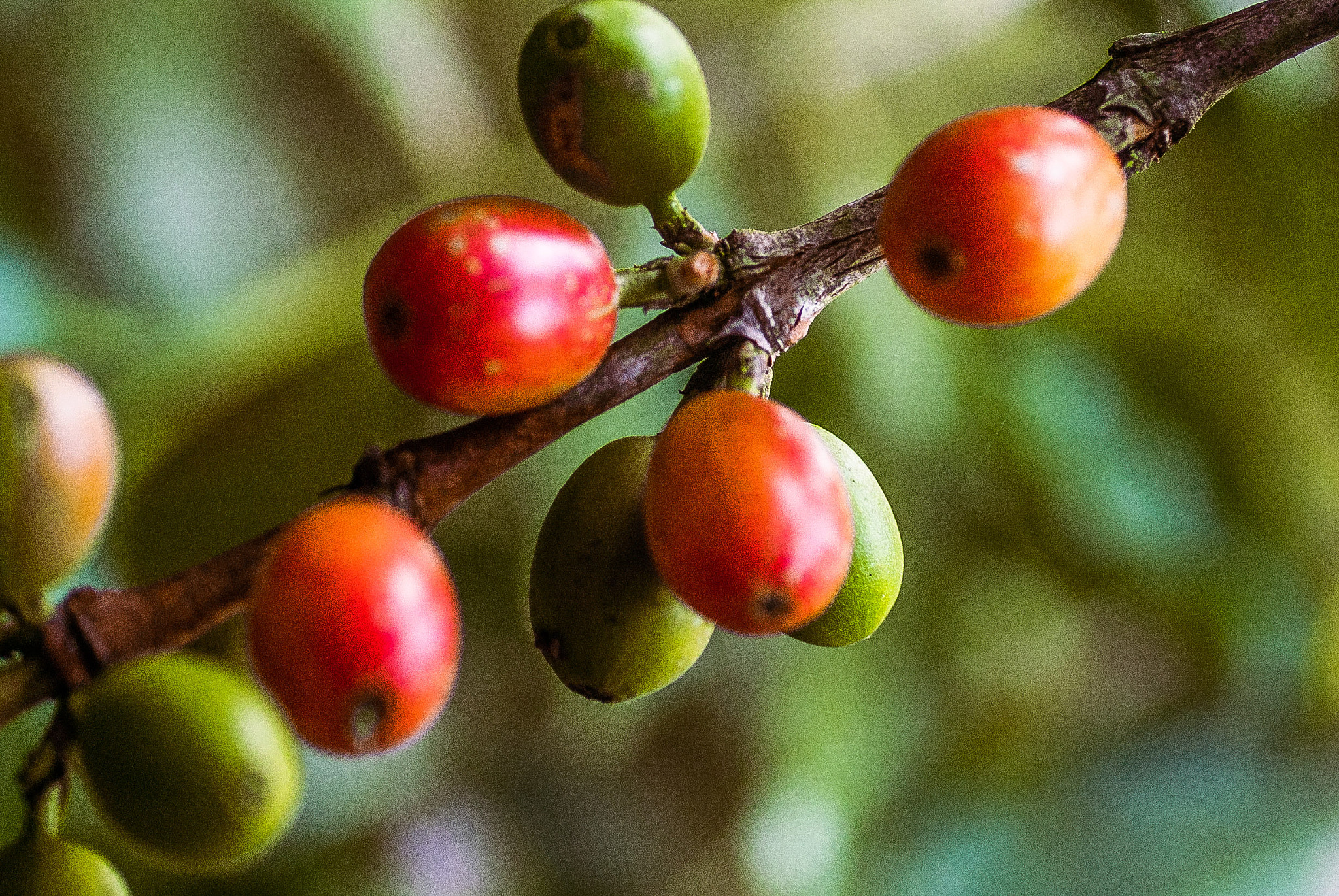 Nikon D200 sample photo. Coffee photography