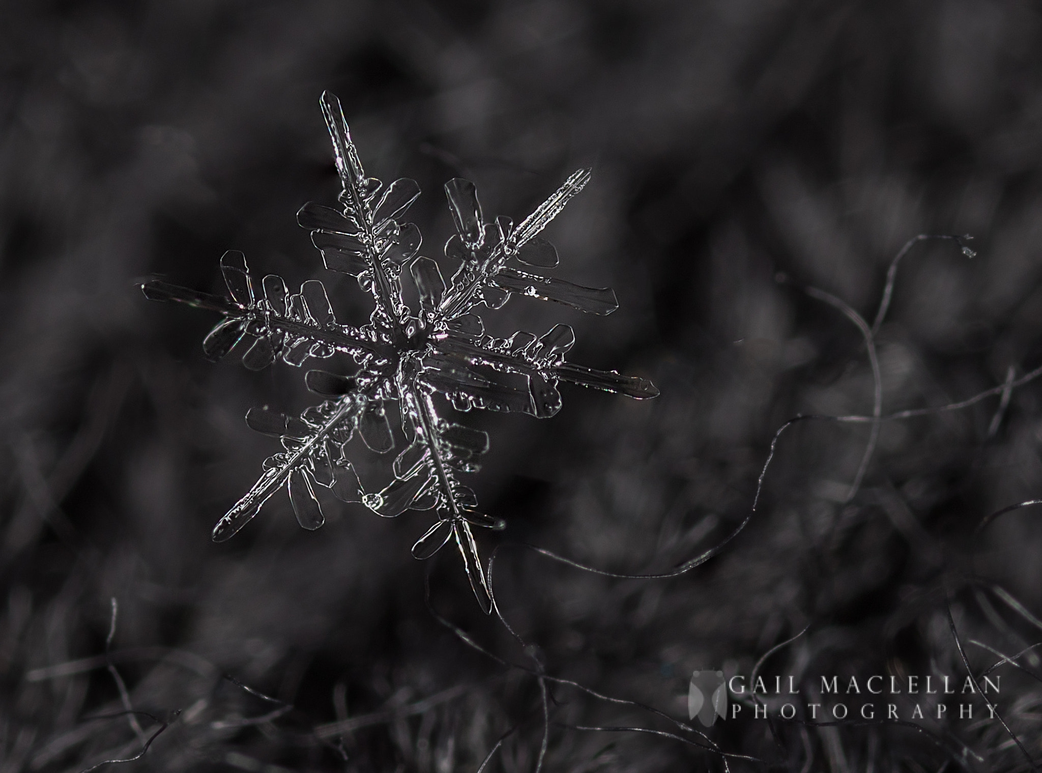 Canon MP-E 65mm F2.5 1-5x Macro Photo sample photo. Snowflake photography