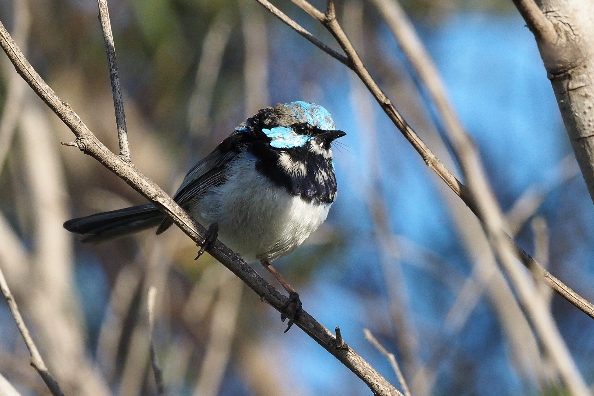 Olympus OM-D E-M1 sample photo. Superb blue wren photography