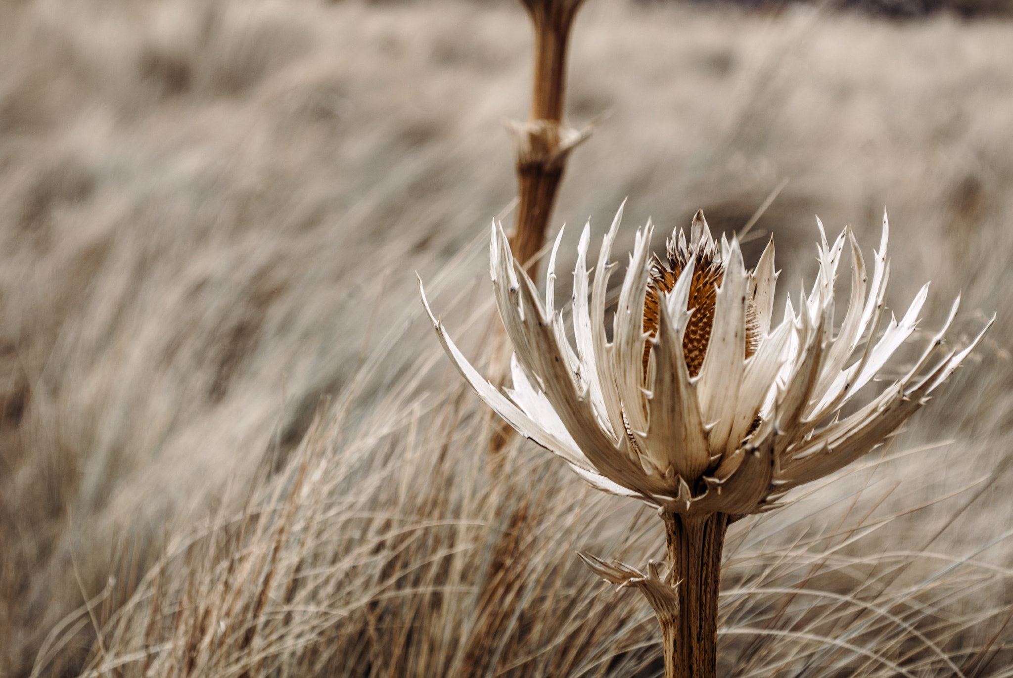 Nikon D200 sample photo. The grass , the wind and the flower photography