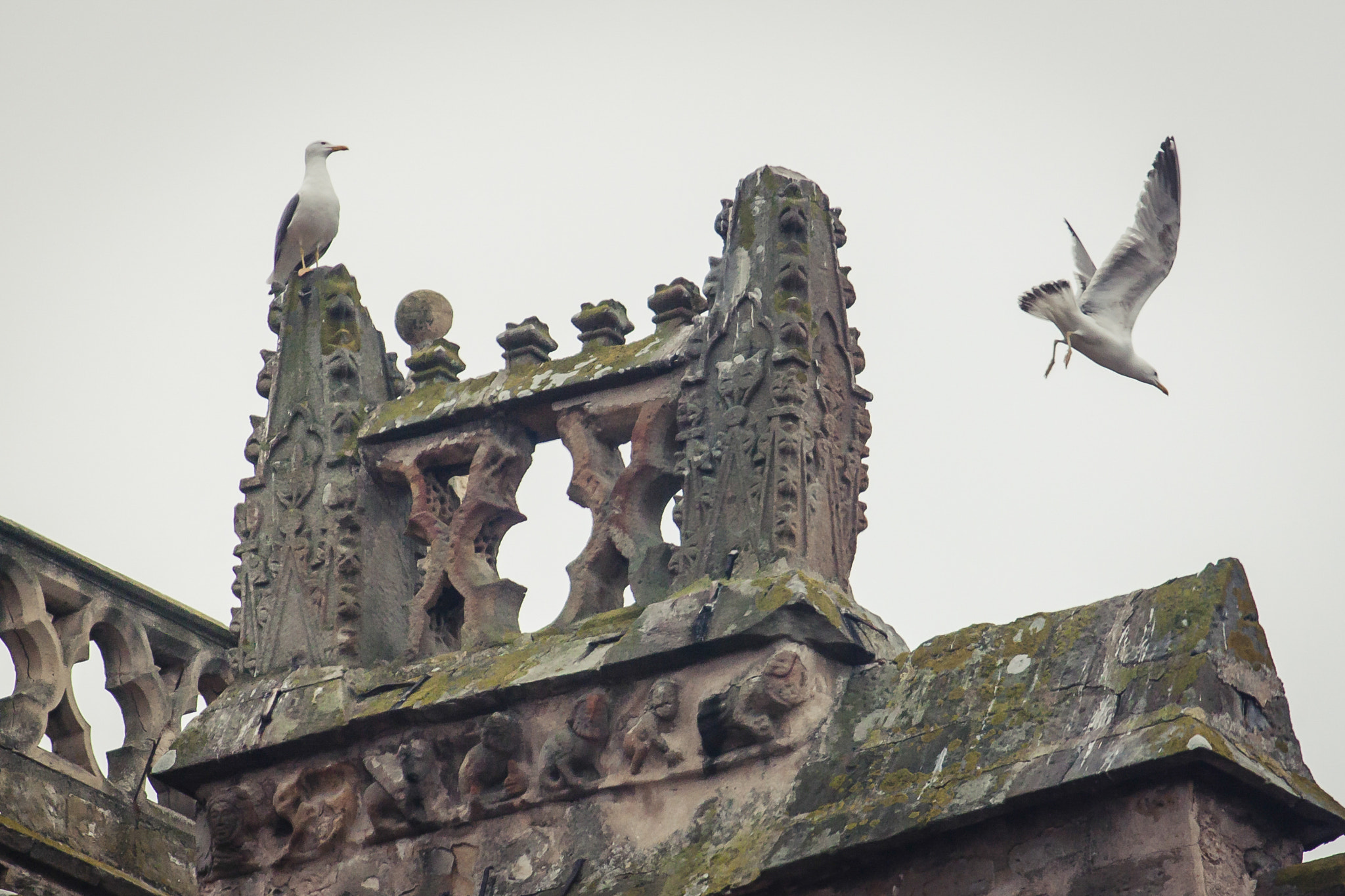Canon EF-S 55-250mm F4-5.6 IS sample photo. Seagulls photography