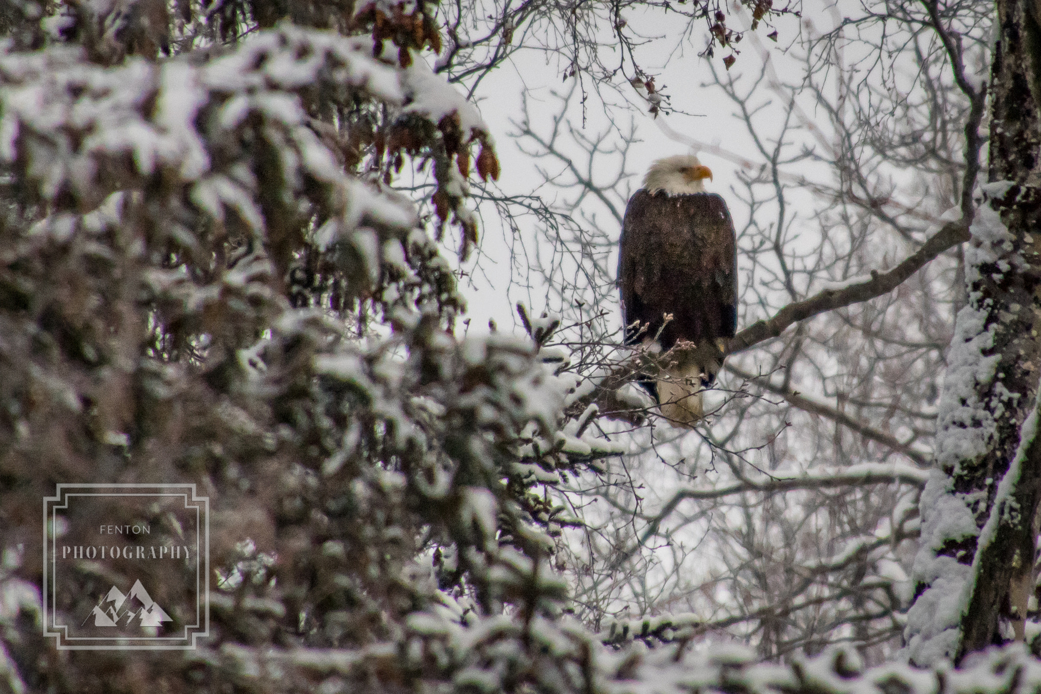 Canon EOS 760D (EOS Rebel T6s / EOS 8000D) sample photo. Baby it's cold outside photography