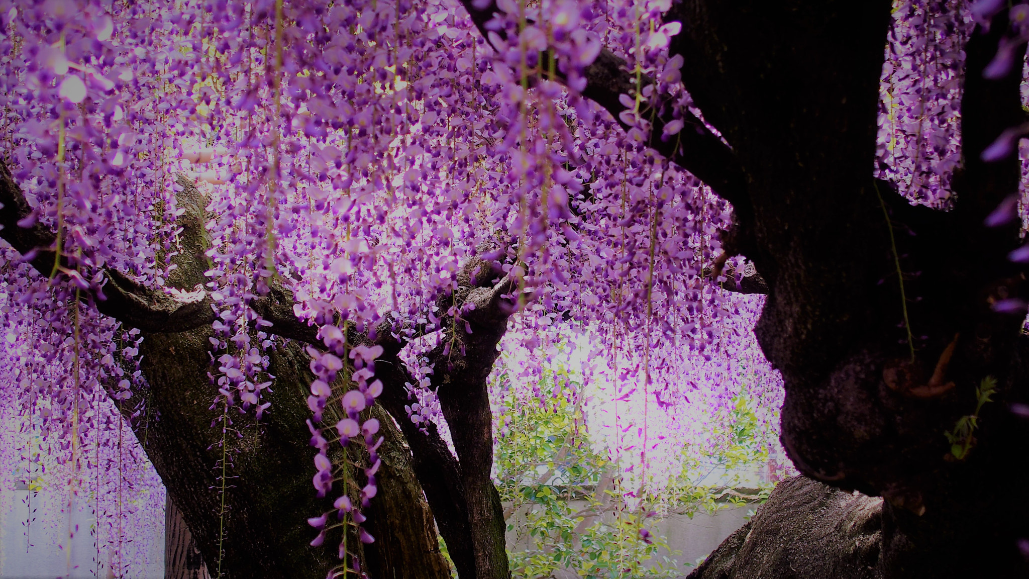 Olympus STYLUS1 sample photo. Light purple season photography