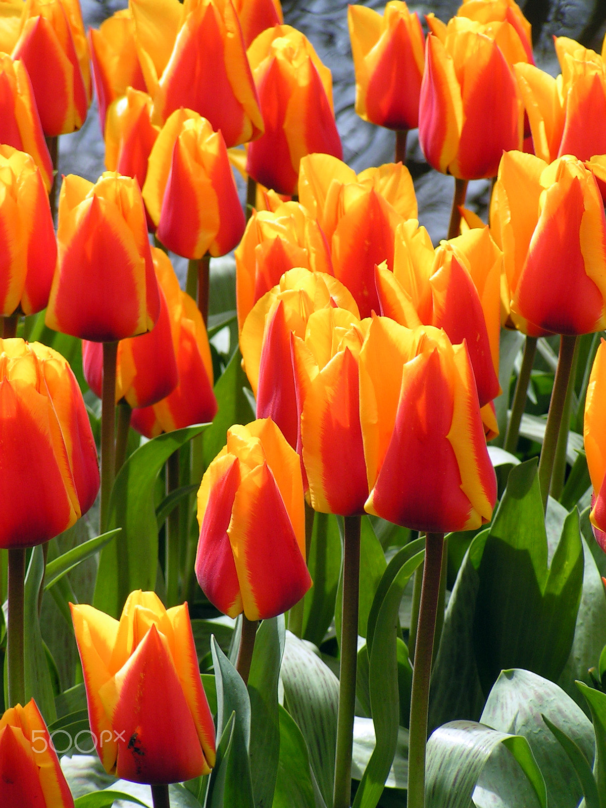 KONICA MINOLTA DiMAGE Z1 sample photo. Tulips photography