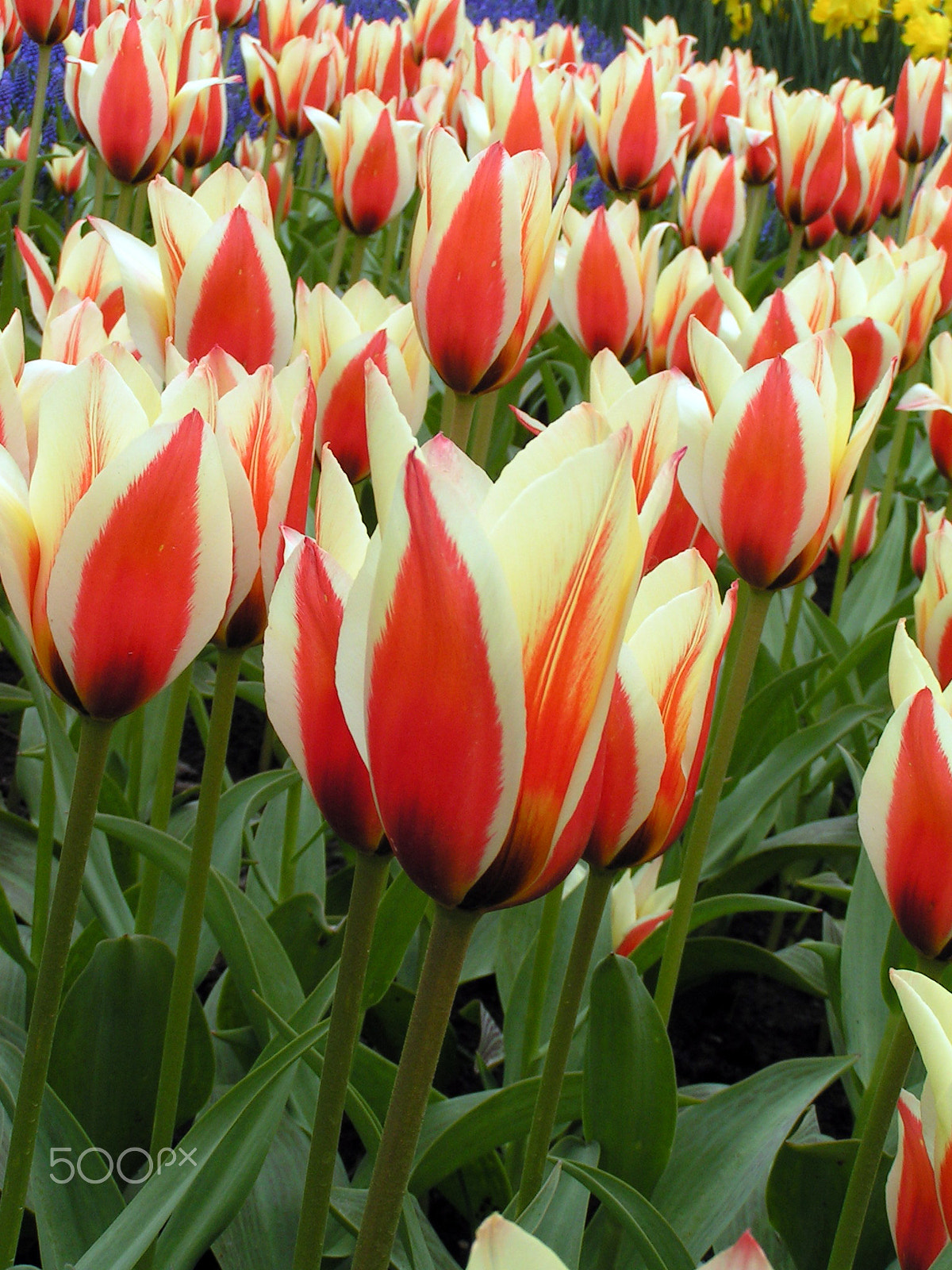 KONICA MINOLTA DiMAGE Z1 sample photo. Tulips photography