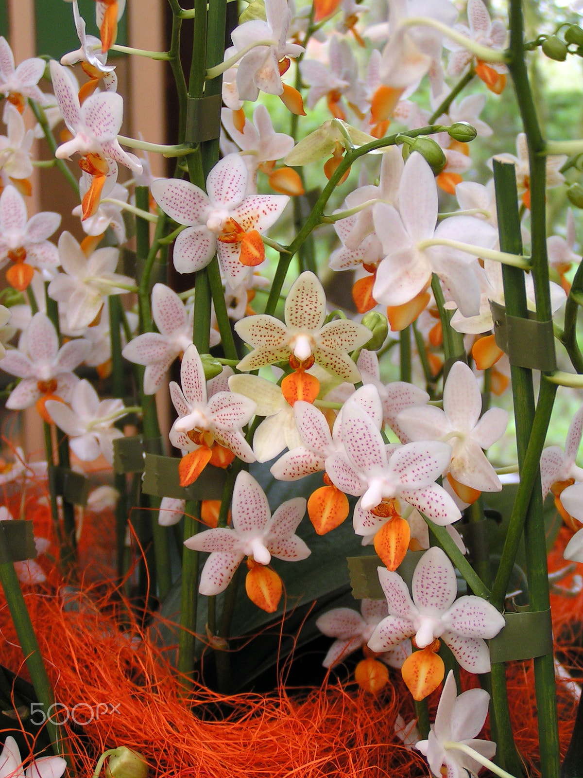 KONICA MINOLTA DiMAGE Z1 sample photo. Orchids photography