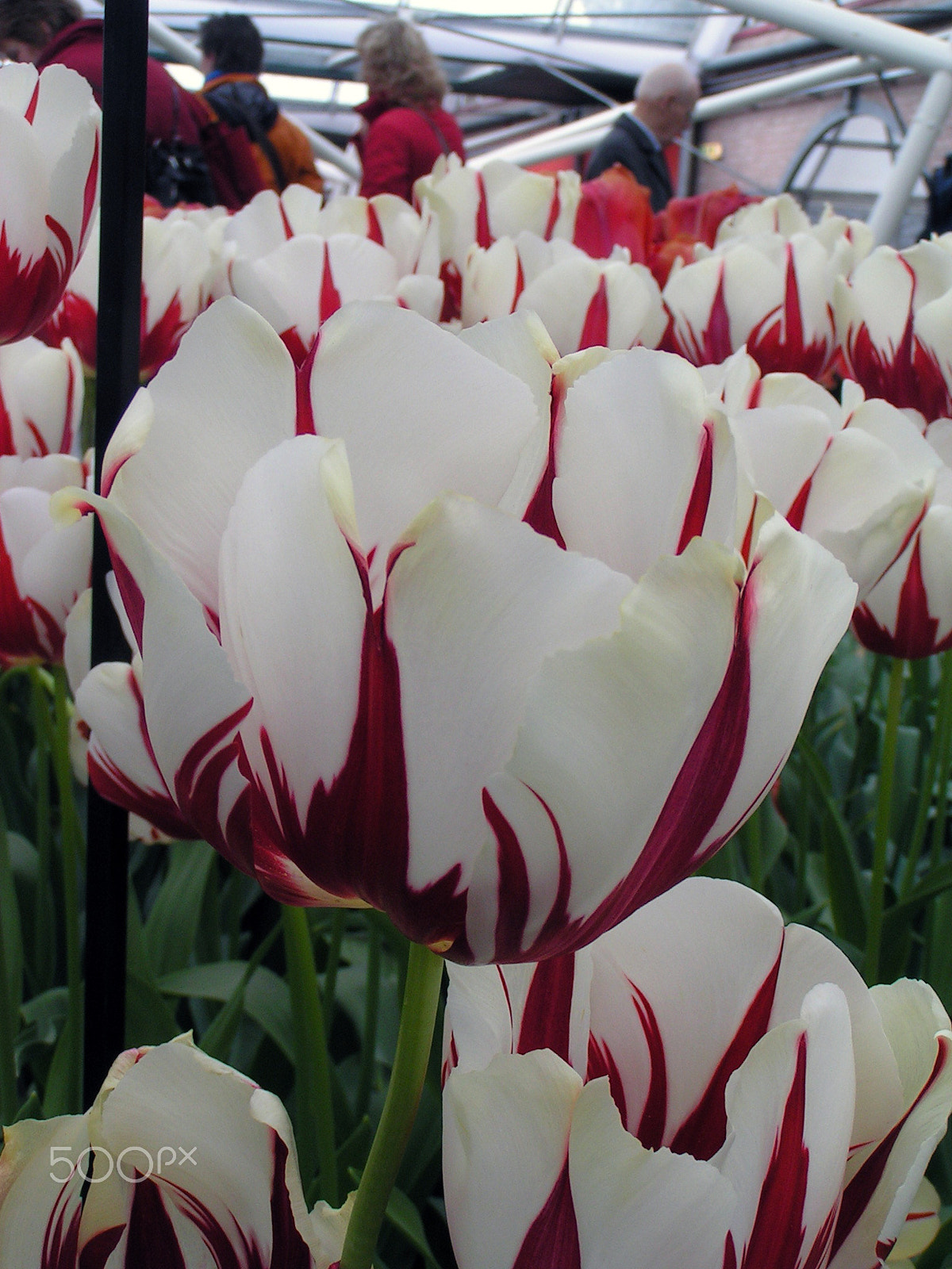 KONICA MINOLTA DiMAGE Z1 sample photo. Tulips photography