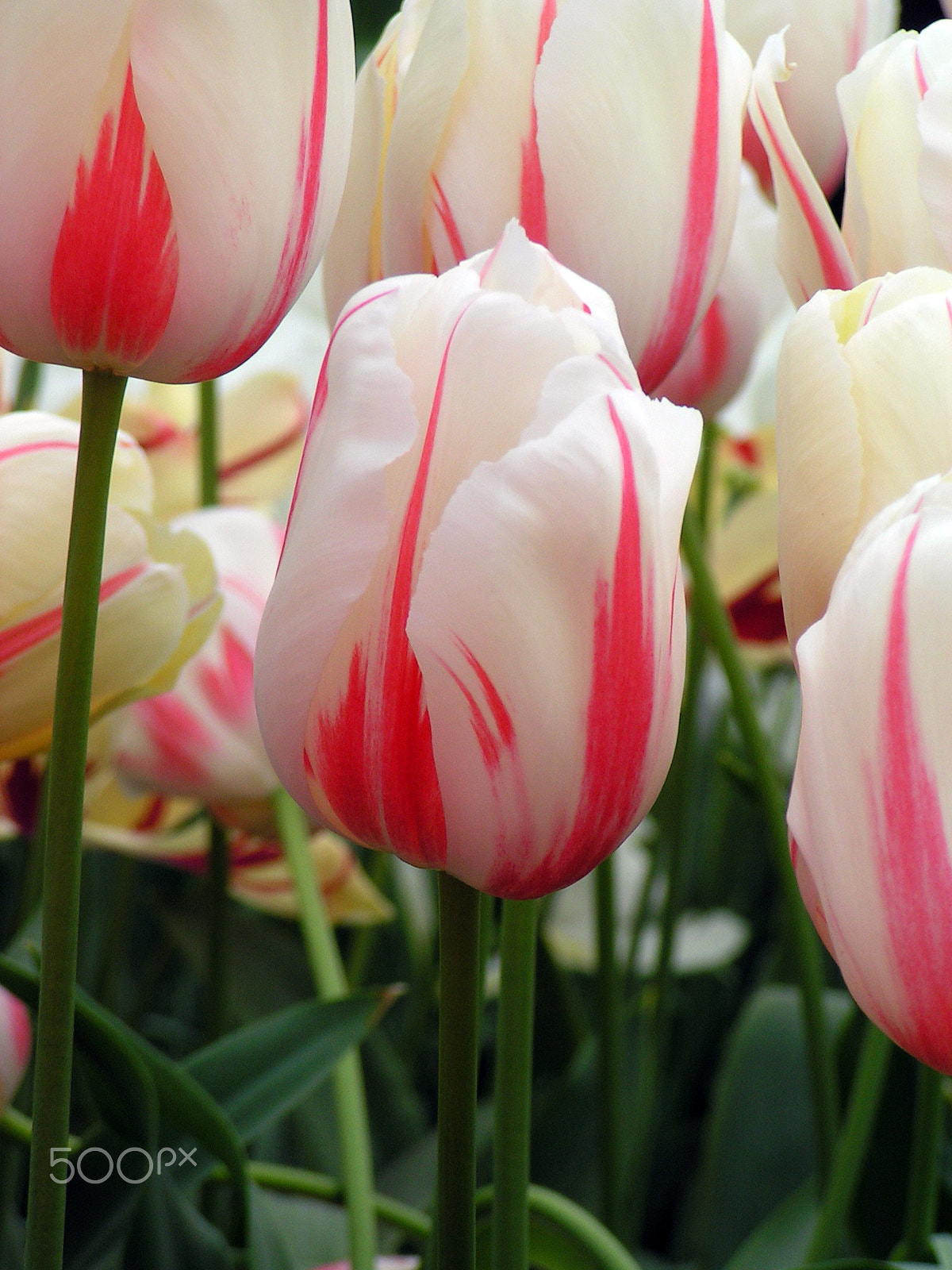 KONICA MINOLTA DiMAGE Z1 sample photo. Tulips photography